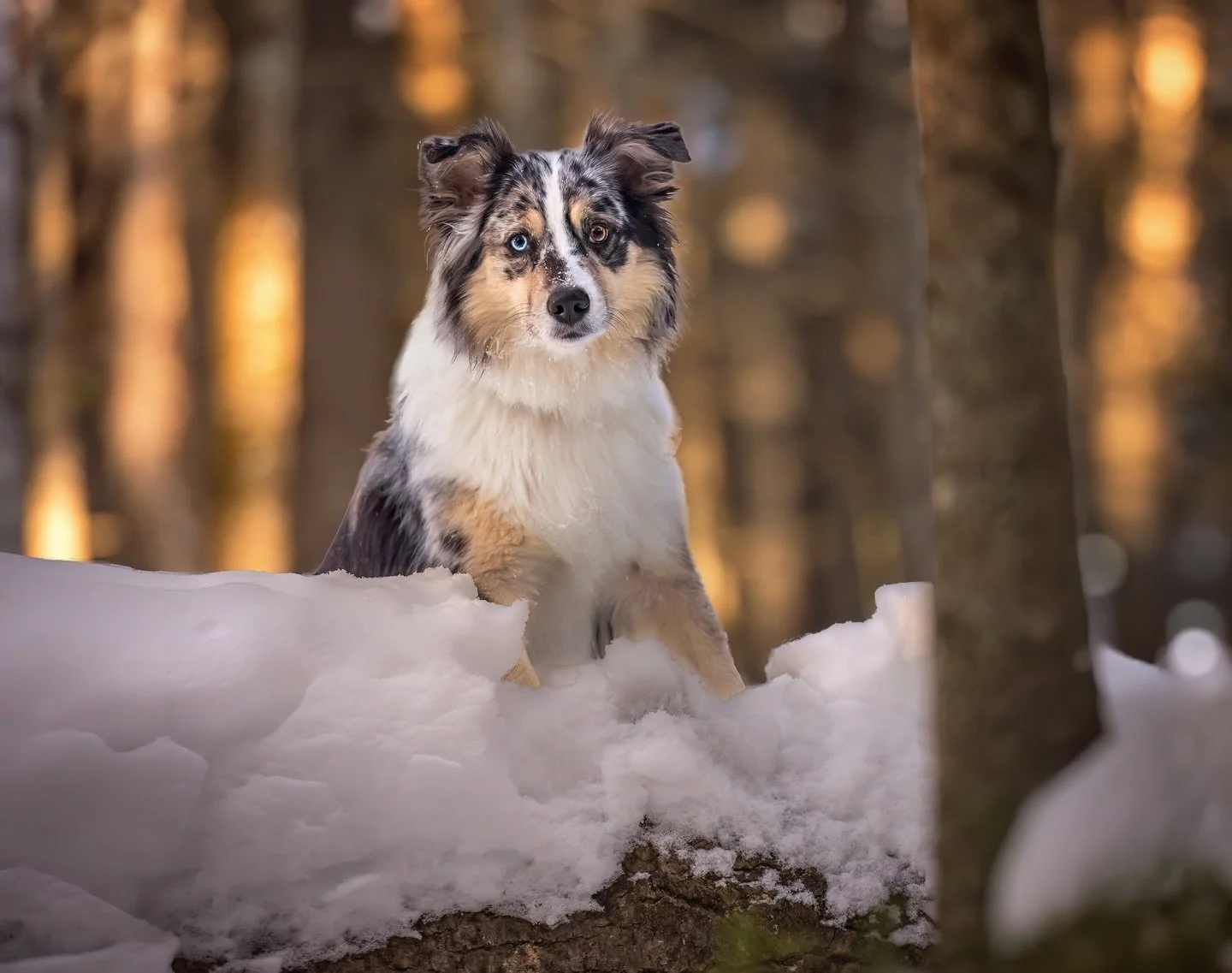 Lovely Levy (@hi_im_levy) in the winter forest. 

#aussiesofinstagram #bluemerleaustralianshepherd #dogsofmoncton #monctondogs #monctonpetphotographer