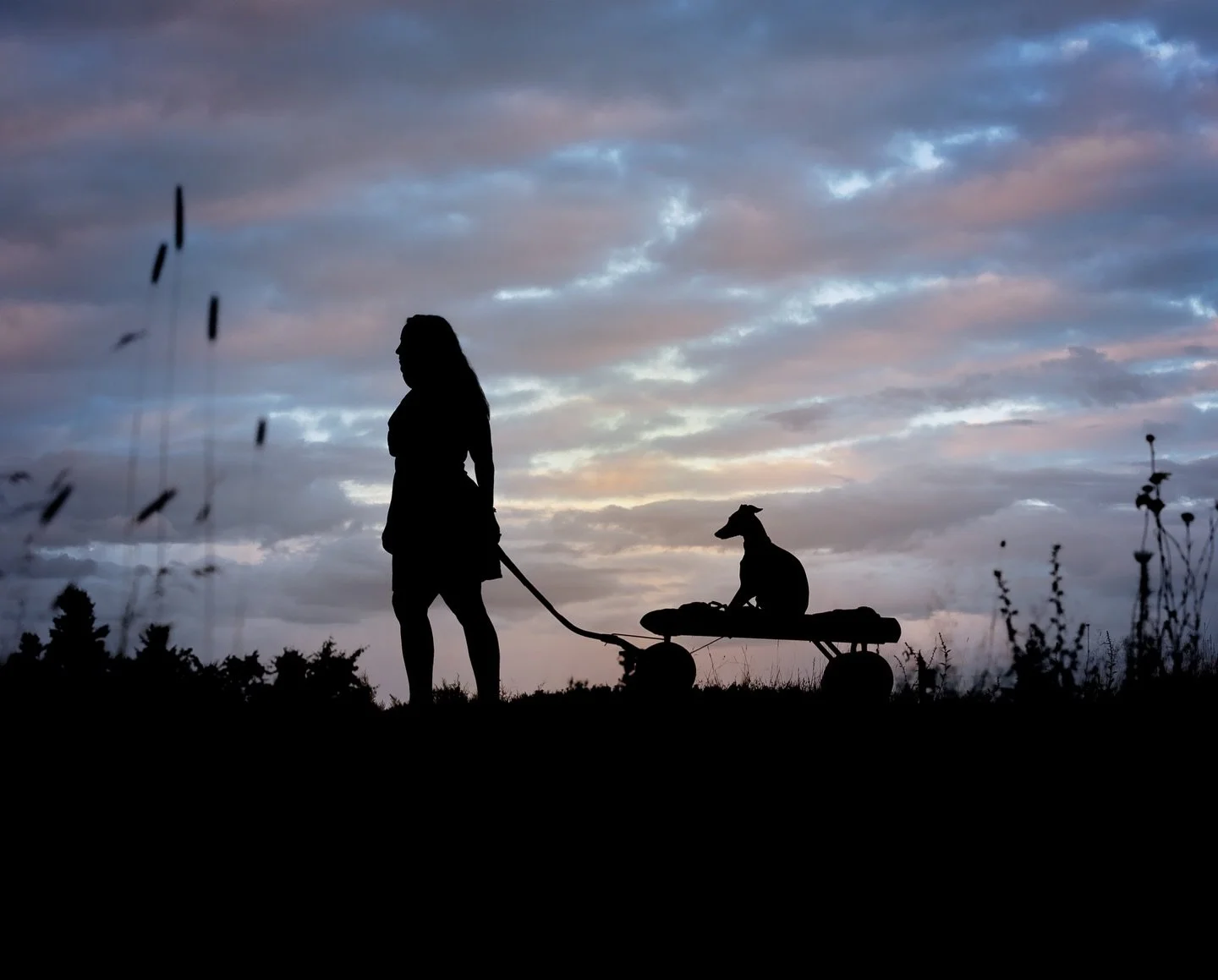 Happy Mother&rsquo;s Day to all the moms out there, whatever your family looks like!

#silhouette #italiangreyhoundsofinstagram #iggysofinstagram #dogmoms #monctonpetphotographer