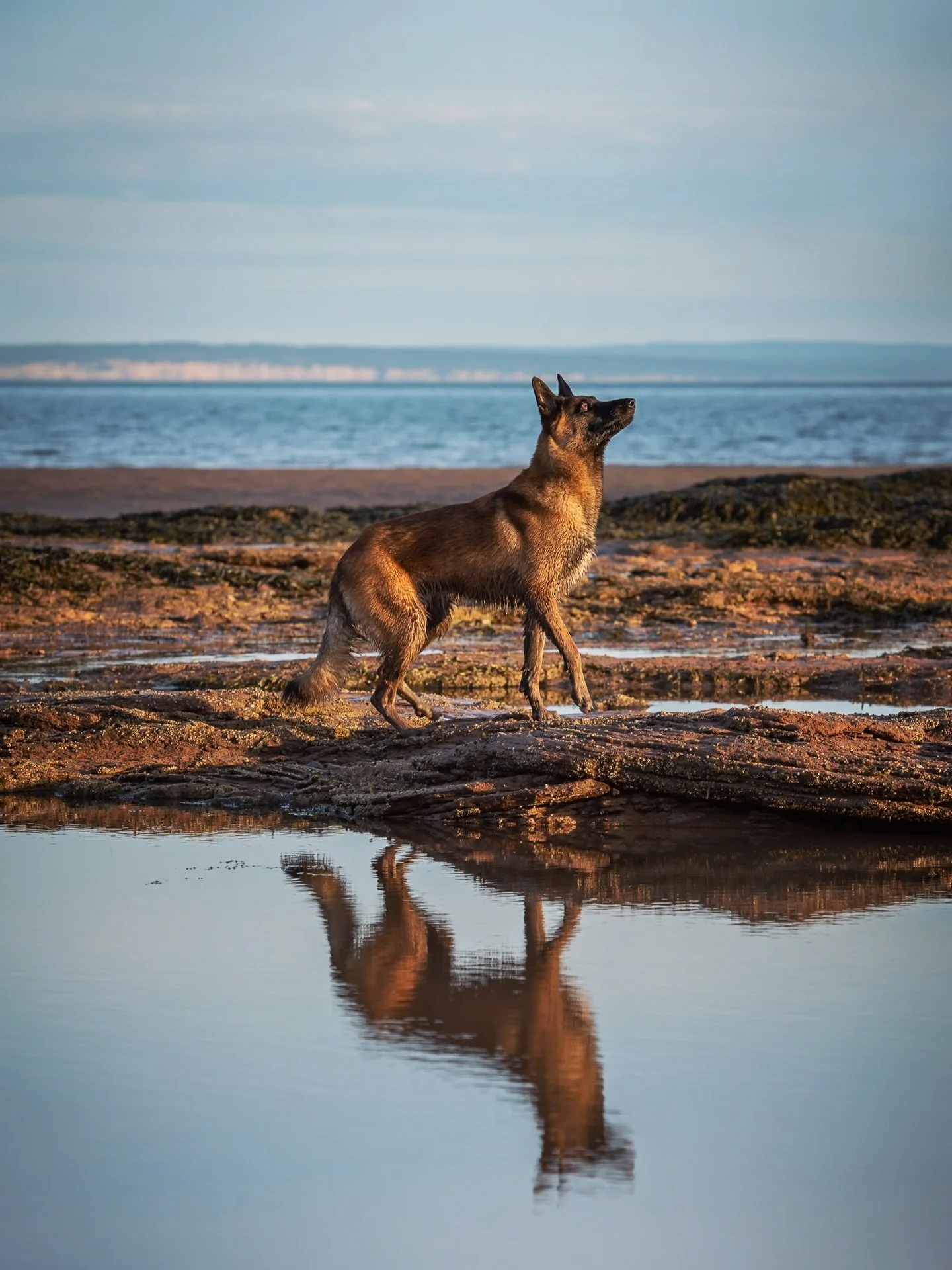 @lennythemaligator reflects on a tide pool at Waterside Beach. 

#dogreflection #bayoffundy #malinois #dogsofmoncton #monctonpetphotographer