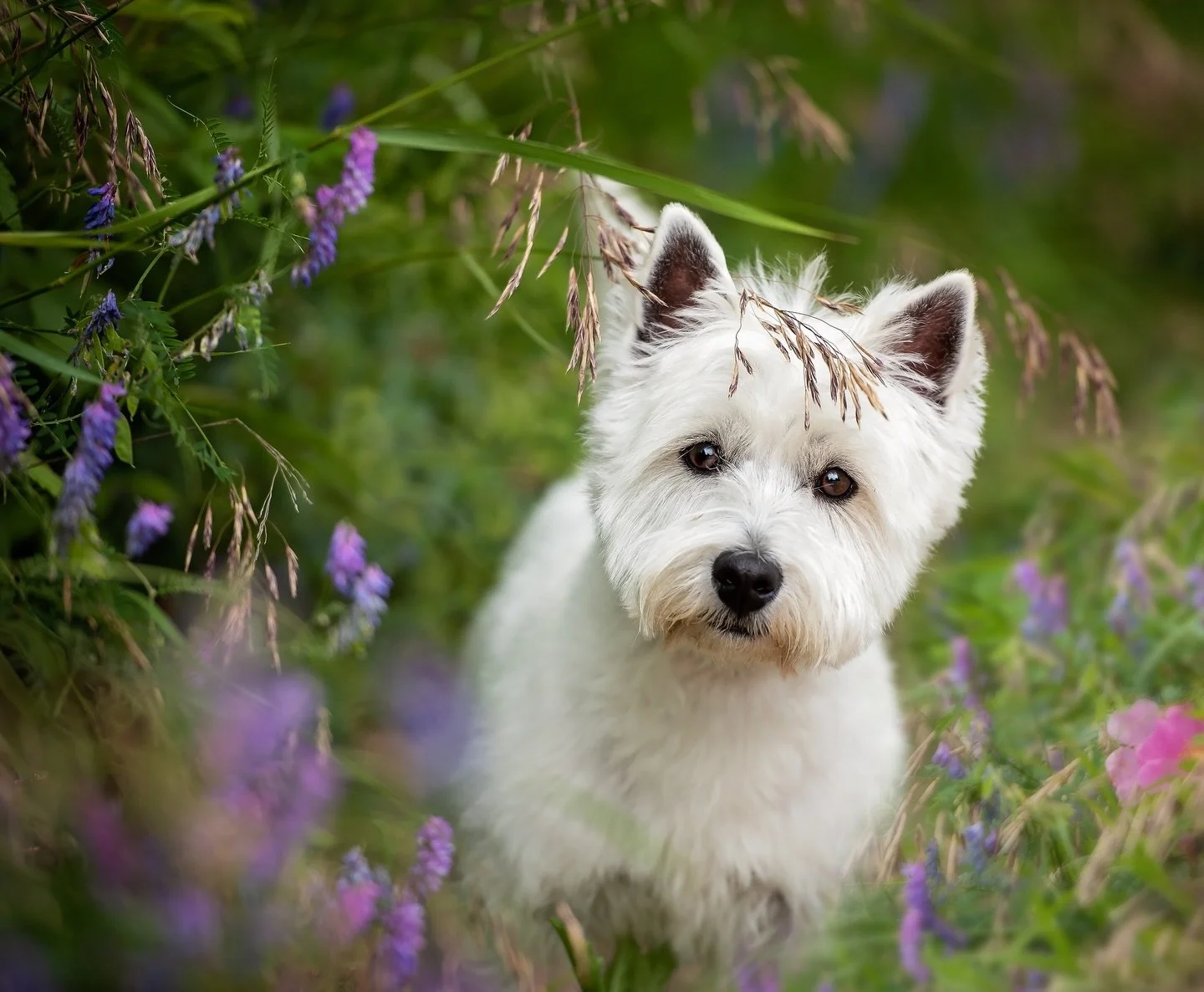 It&rsquo;s almost that time&hellip;

Wildflowers have a fairly short window of opportunity, and it opens in just a couple of weeks. If you want lupines, wild roses, or wildflowers on the marsh, I can fit in a couple more sessions, this season, but th