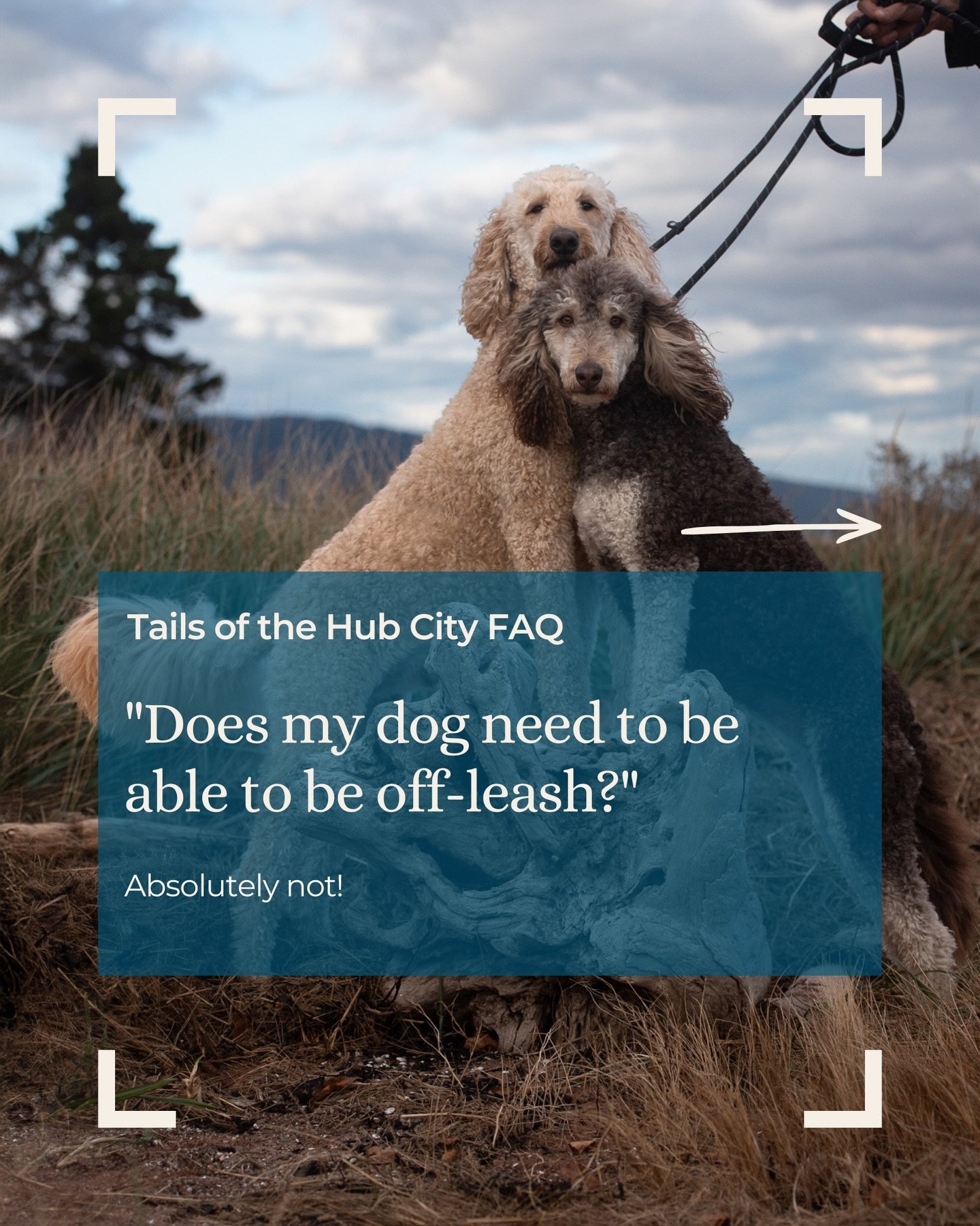 Removing a leash in Photoshop is easy. You know what&rsquo;s not easy? Putting a dog where we want them 27 times, only for them to come straight to me, every time I crouch down to take the photo 😂. Or worse still, trying to catch that dog whose reca