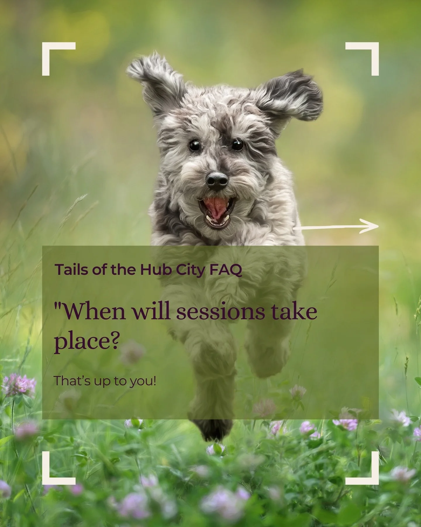 Registration for Tails of the Hub City is only open for a limited time, so I can make the donation of $100 from each session fee to @paw.sba, but once you sign up, your session can take place any time before the end of the year. Link in bio/comments.