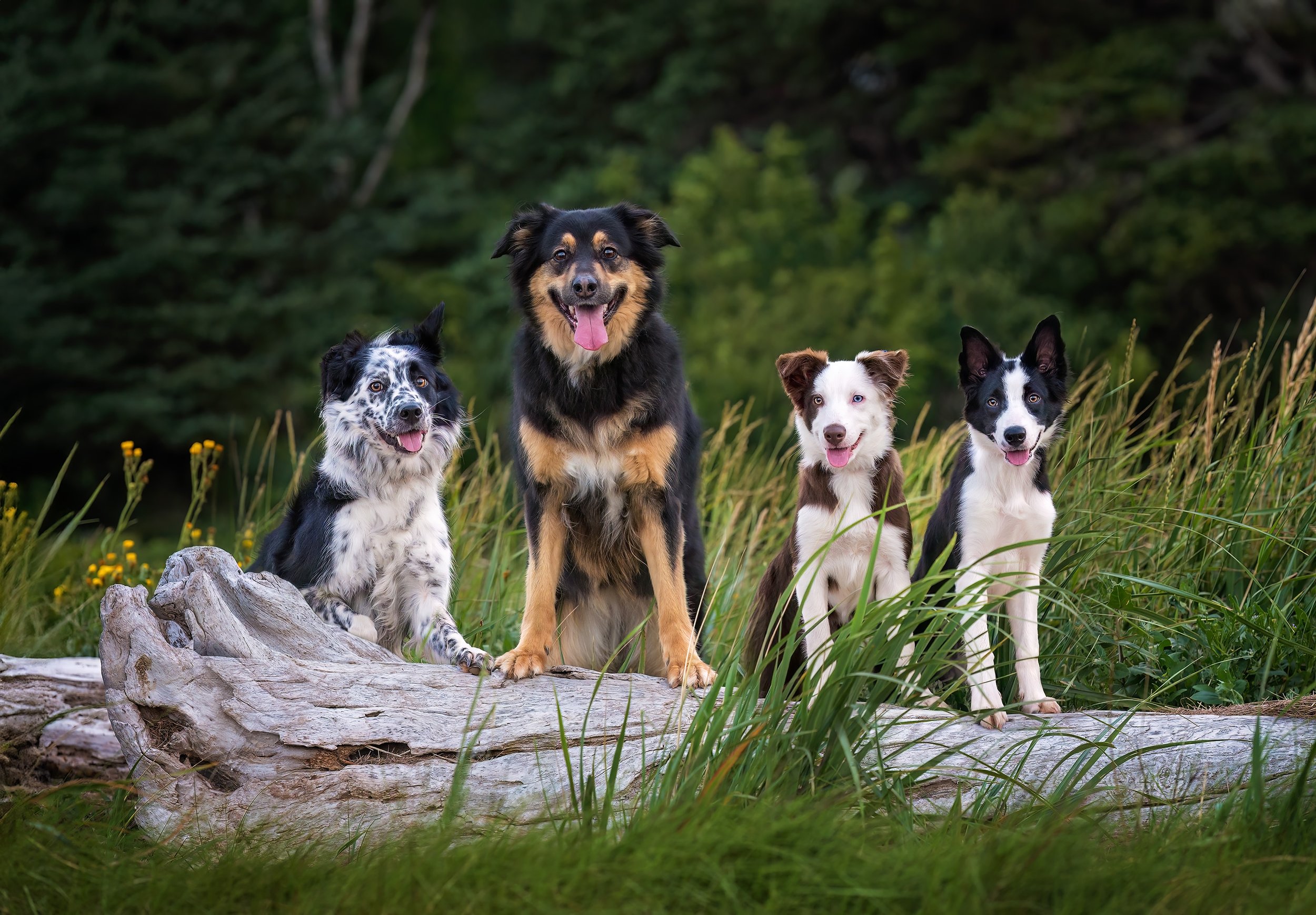 A Typical Multi-Dog Beach Session