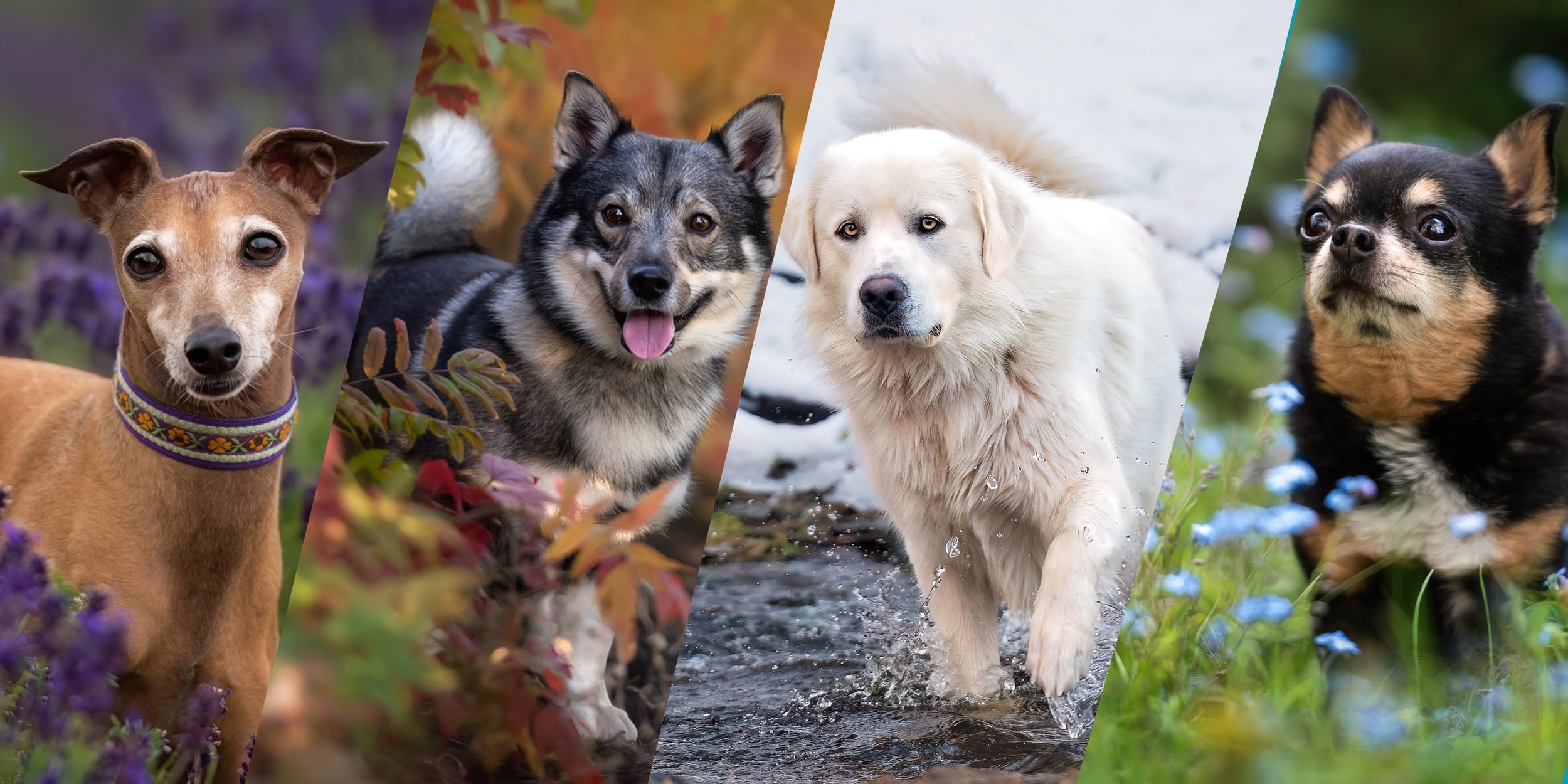 What’s the best season for a dog photo session in NB?