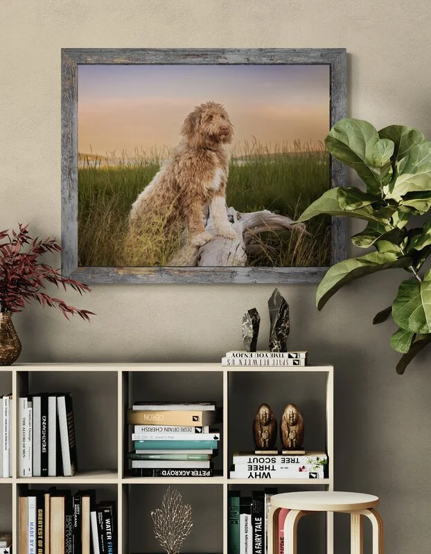"Tracy makes sure you are 100% satisfied"

 

  Moose   The pictures are absolutely gorgeous . Very professional and easy to get along with. She makes sure you are 100% satisfied with the pictures. Great service !  ★  ★  ★  ★  ★    - Isabelle Melanso