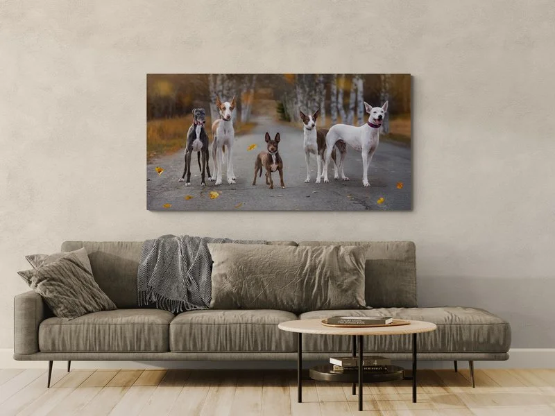"I couldn't believe how she managed to turn our crazy gang of 5 dogs into a wonderful, relaxed photo session"

 

  Tia, Sancho, Mateo, Pia, Crystal   Tracy has an incredible eye to capture amazing photos! Doug & I couldn't believe how she managed to