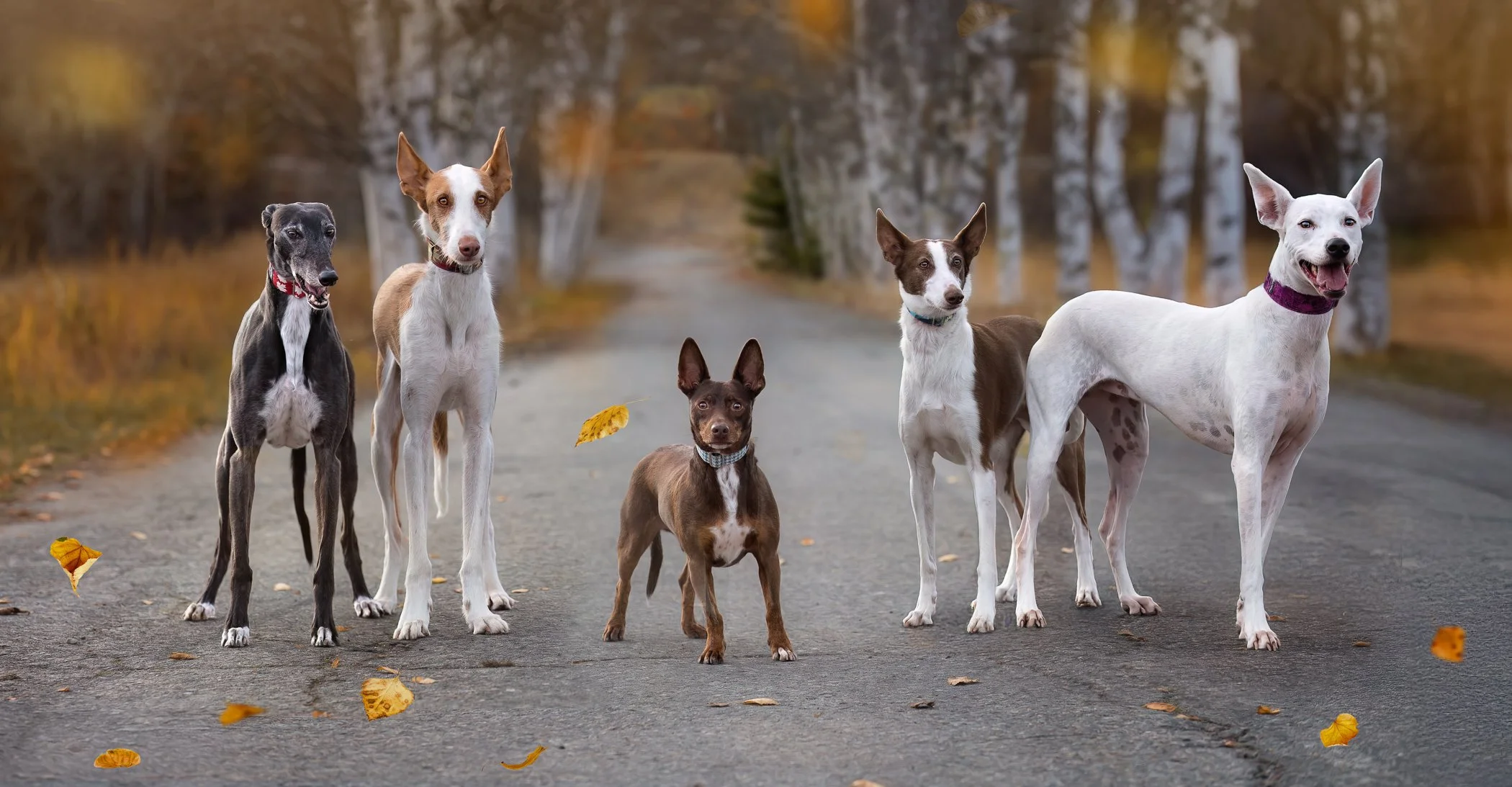 A greyhound, an Ibizan hound, and 3 podencos pose in front of birch trees with falling autumn leaves in golden tones.