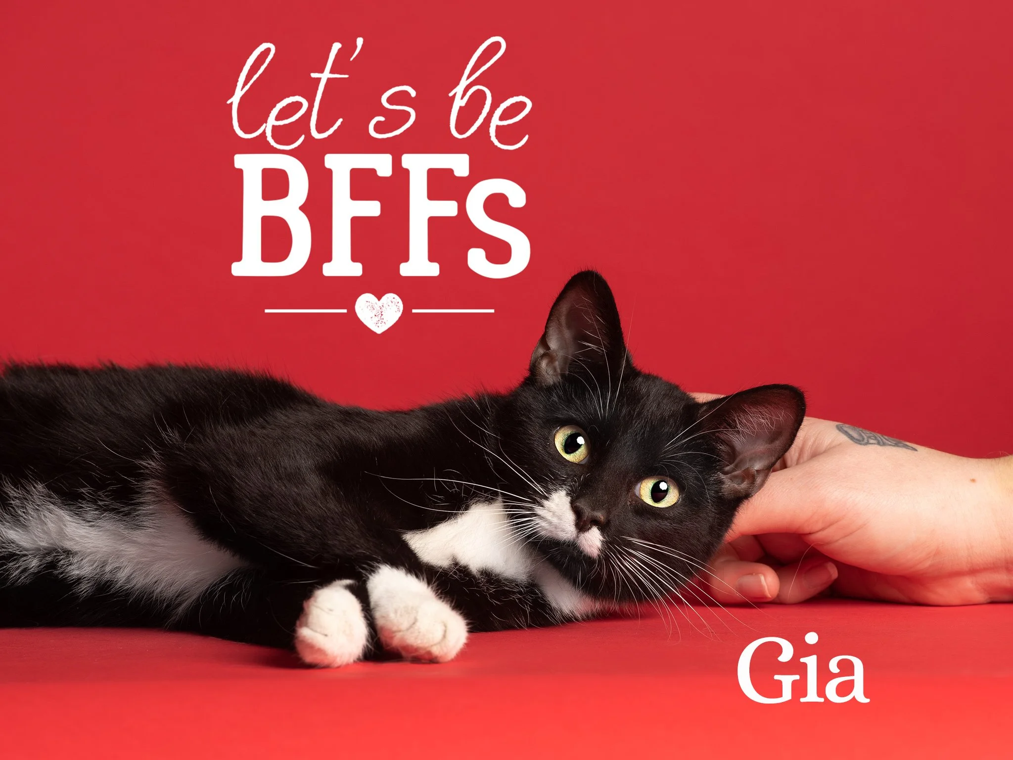 A black and white cat lying on a red surface with a red background, partially visible, with the phrase "let's be BFFs" and a heart symbol written in white text