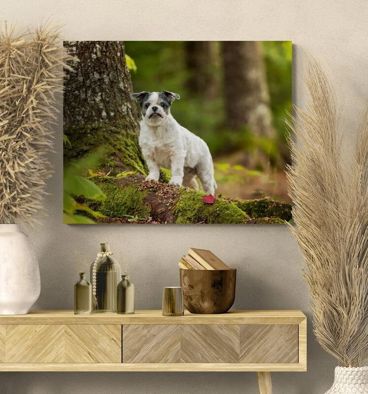 "Cast away any doubts you may have about your pet not being behaved enough; she is a miracle worker!"

 

  Jemma   Tracy is an AMAZING photographer! Cast away any doubts you may have about your pet not being behaved enough; she is a miracle worker! 