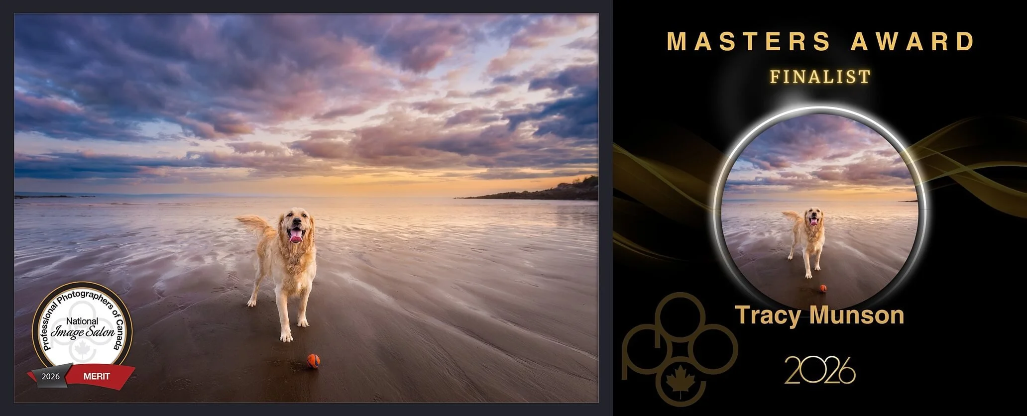 A photo of a golden retriever on the beach at Cape Enrage, NB, waiting impatiently for someone to throw his ball. This image is a finalist for the Masters Award in the 2026 PPOC National Image Competition.