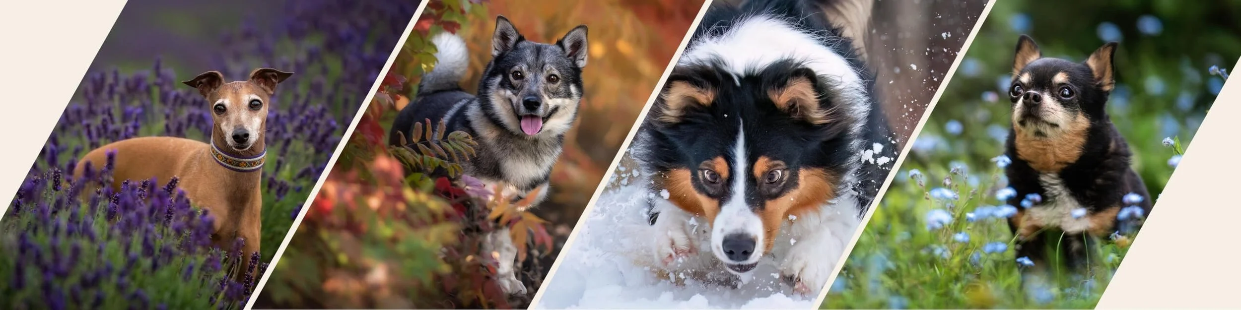 a collage of dogs in 4 seasons.