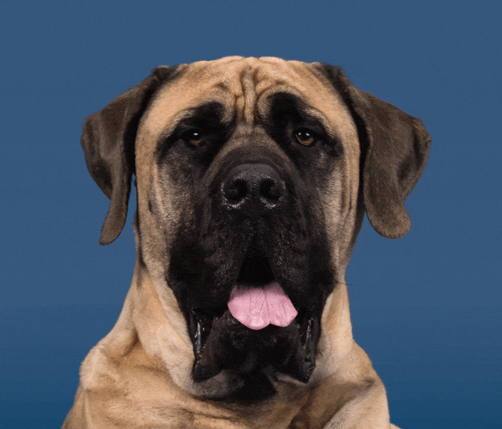 A before and after animation showing an anxious mastiff getting a bit of an attitude adjustment in Photoshop