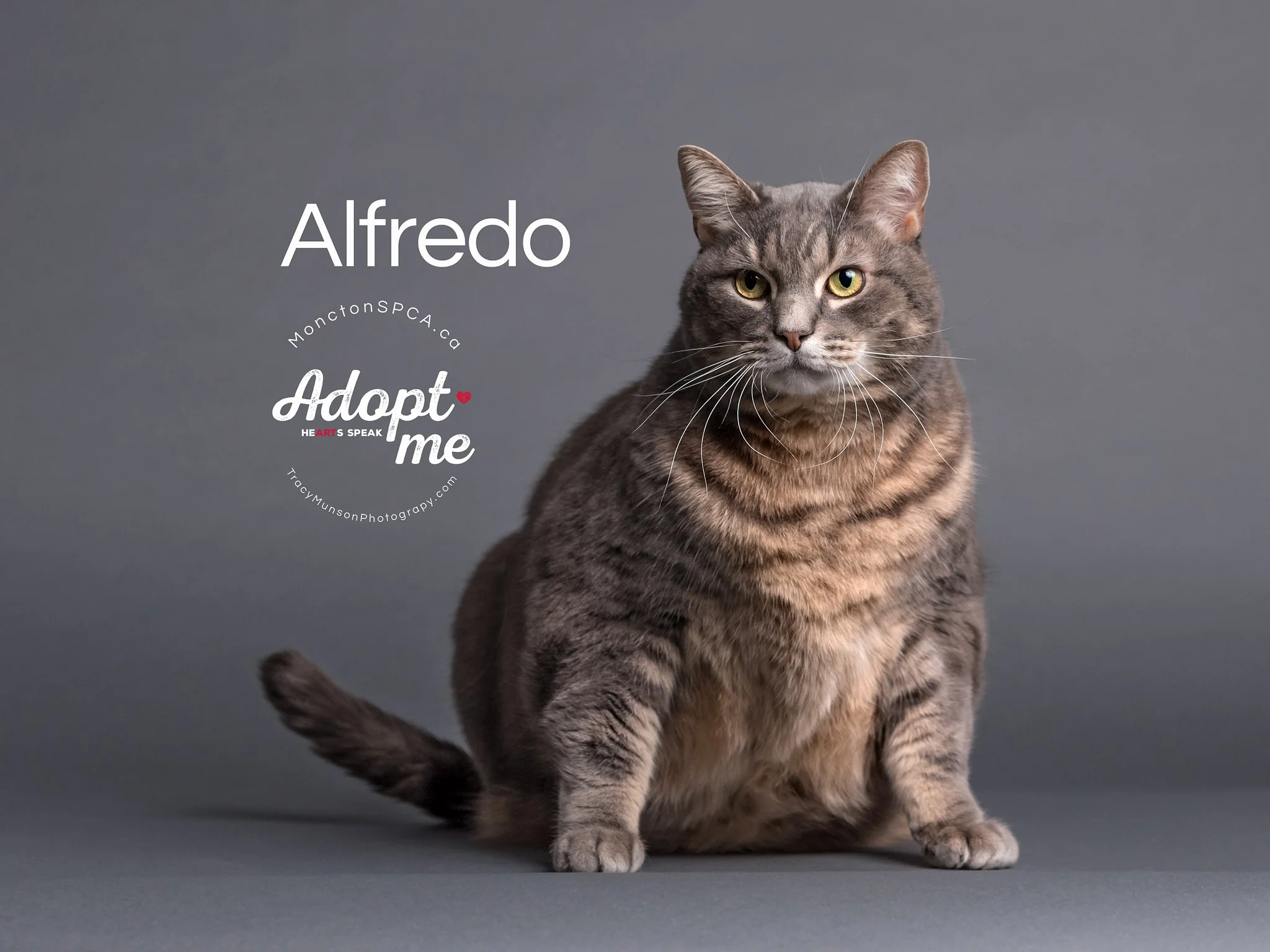 A gray tabby cat sitting on a gray background, facing forward with piercing yellow eyes.
