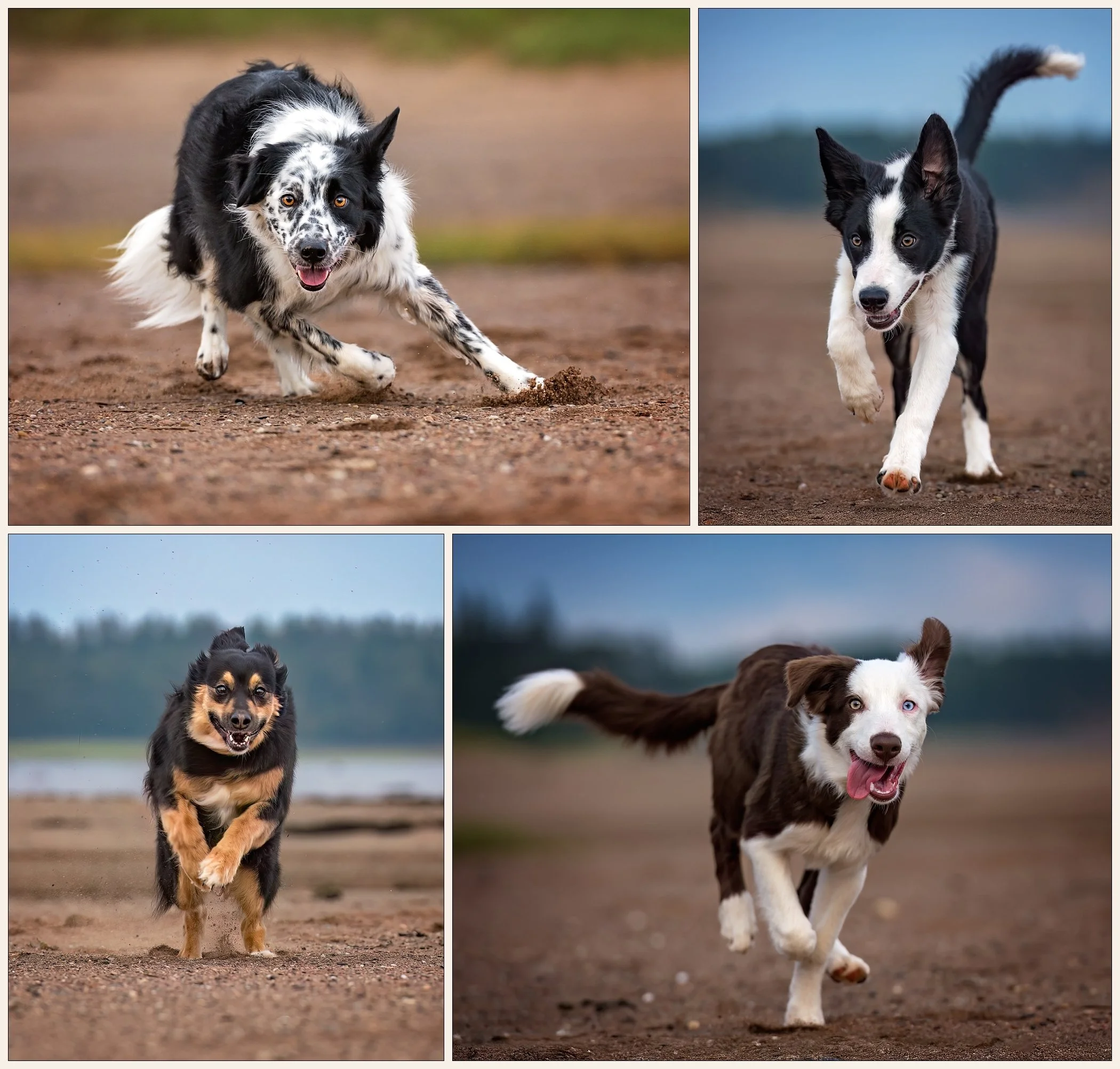 3 border collies and one collie mix running on the beach at Mary's Point, NB