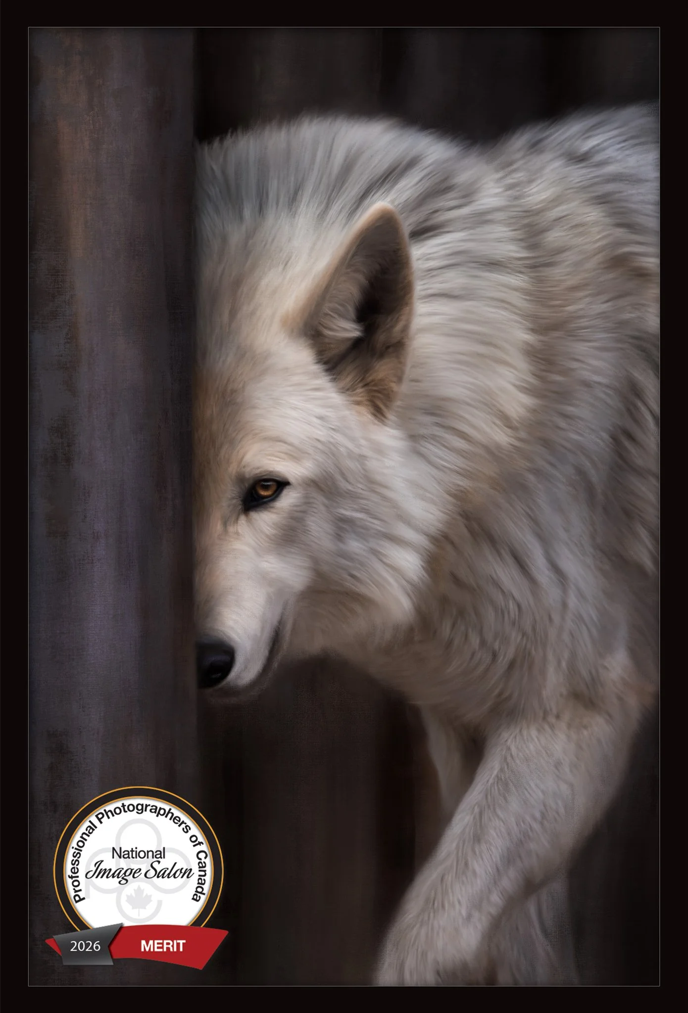 A wolfdog passing behind a tree at the Yamnuska Wolfdog Sanctuary in Alberta.