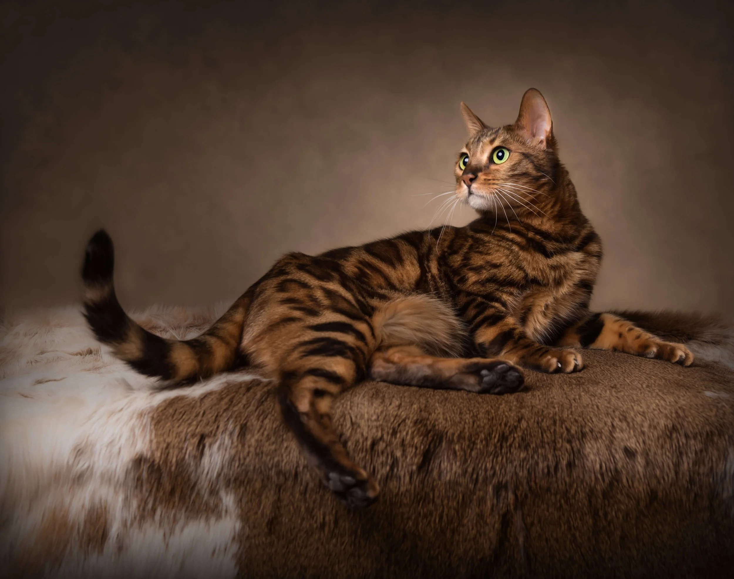 Studio Pet Photo Sessions