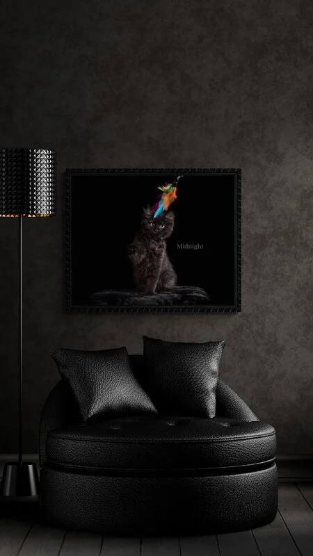 "I ordered a couple prints from her and will cherish them forever!"

 

  Midnight   Had my baby Midnight up for Photos after he placed 6th in the paw calendar for 2024, and Tracy does amazing work! I ordered a couple prints from her and will cherish