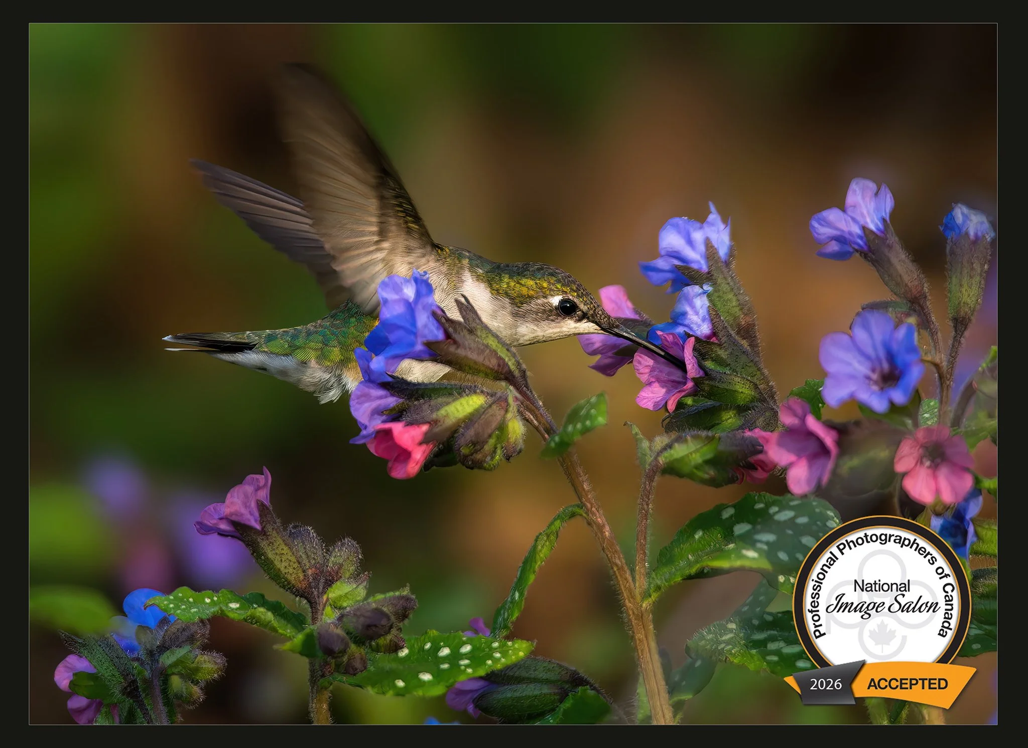 A ruby throated hummingbird in flight, drinking nectar from pink and purple lungwort flowers.