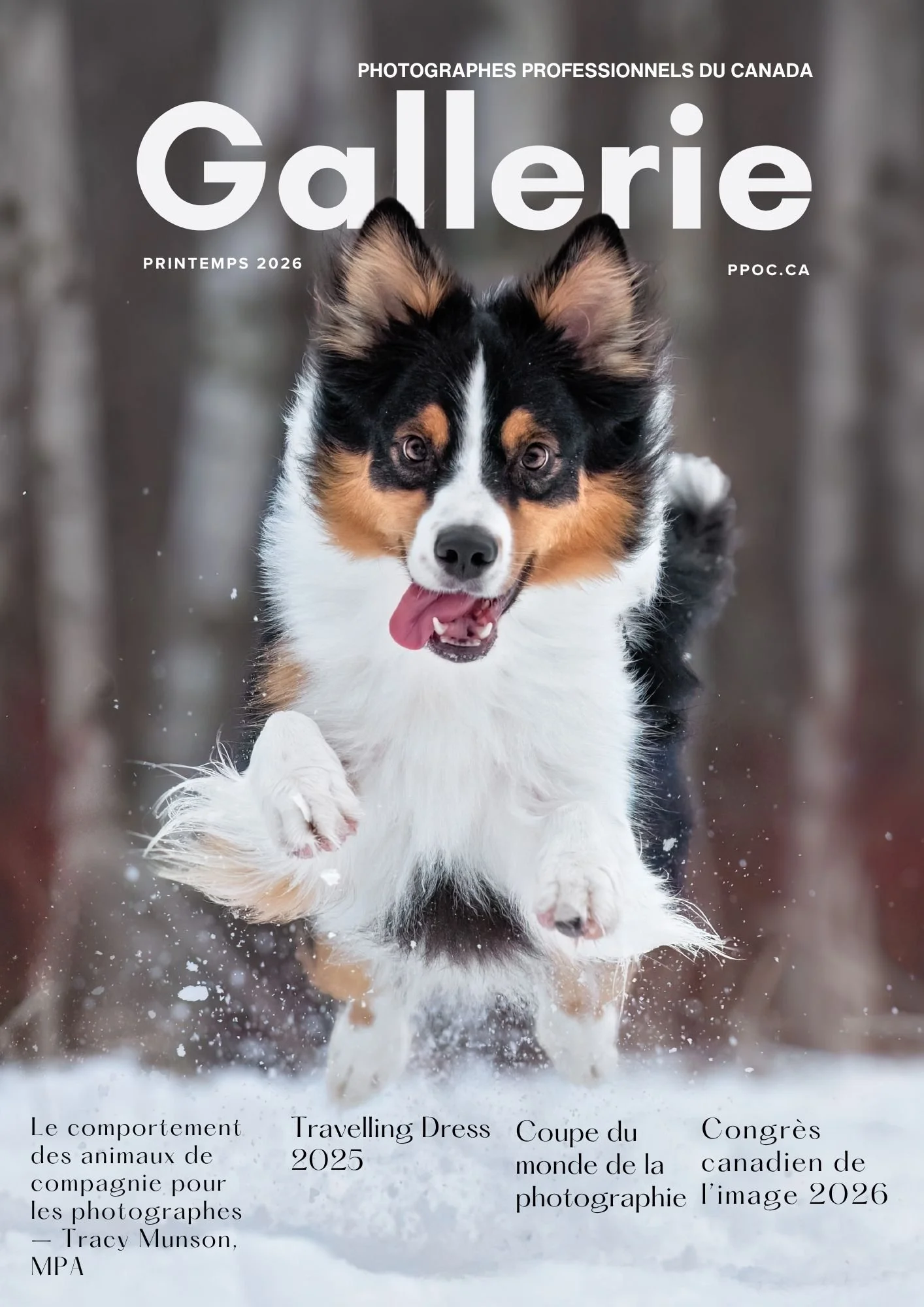 A French magazine cover showing a joyful tricoloured dog jumping through snow.