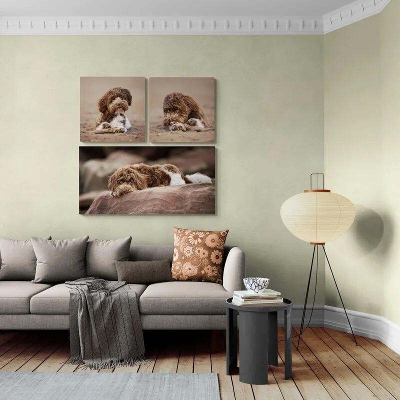 "Tracy's professionalism shows through in how she knows just the right positioning of pets for the best photos possible."

 

  Willow   Tracy is very accommodating with scheduling, and her professionalism shows through in how she knows just the righ