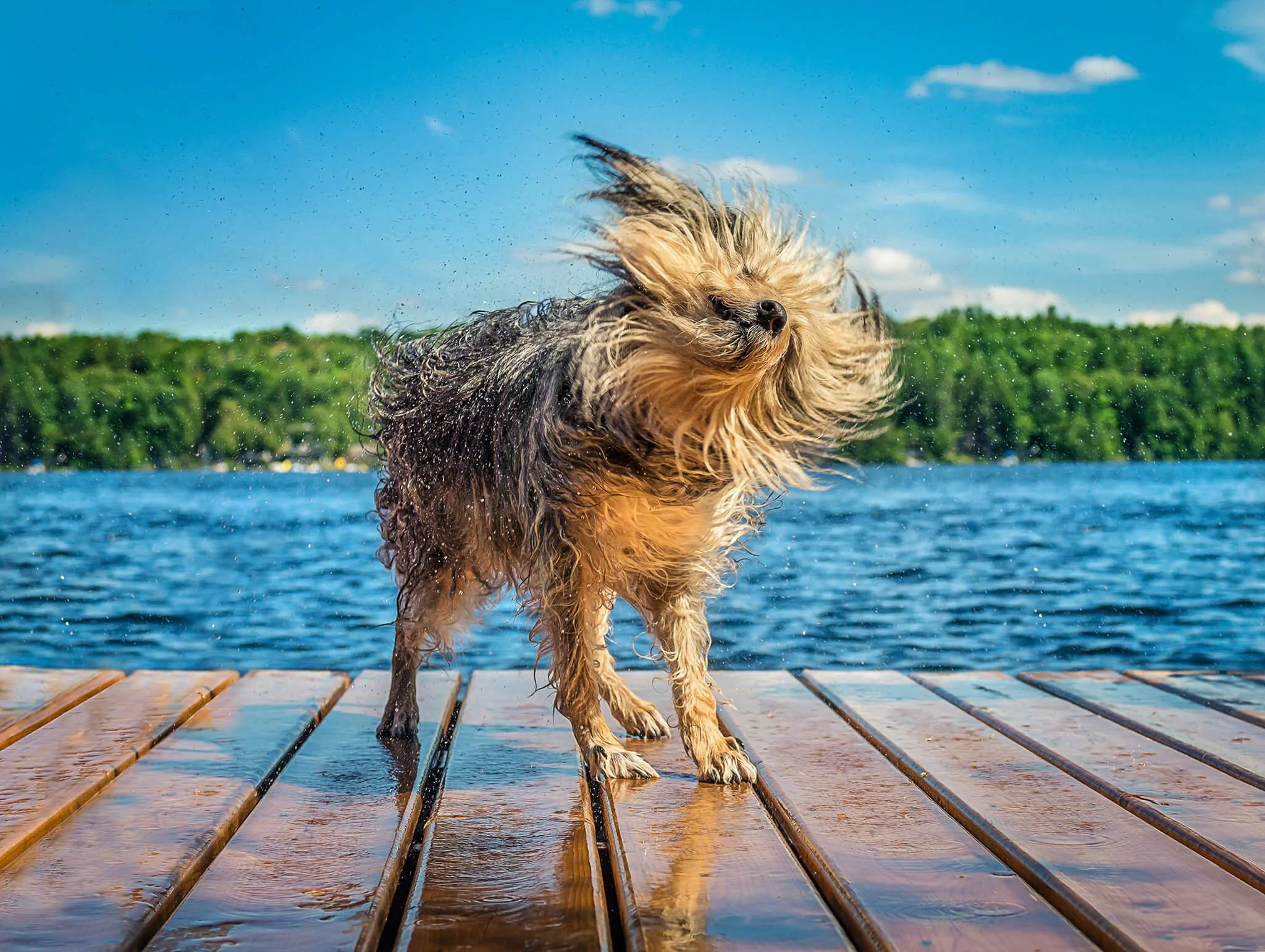 Cottage Dog

 

 A shaggy dog shakes himself dry at the end of a dock in the Kawartha Lakes Region of Ontario. 