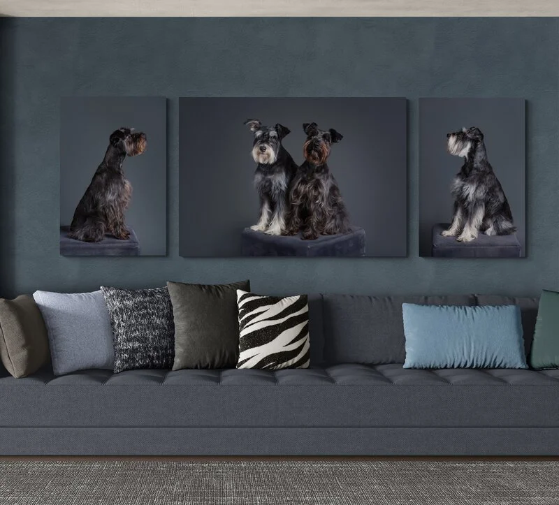 "When Tracy says she only needs a split second to capture a great picture, she isn’t kidding!"

 

  Greta & Elsie   Tracy did such a great job with our photos. She came to our house to take the pictures, which was perfect since one of our dogs can b