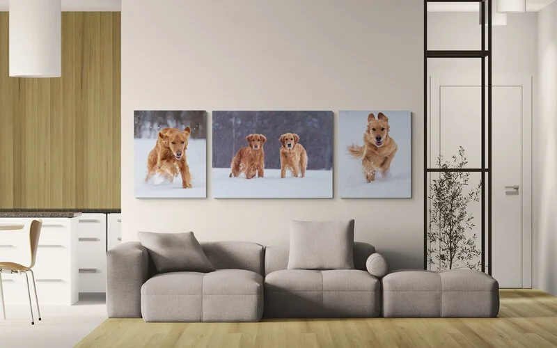 "If you want to keep your pets forever, portraits with Tracy are a great way to do it."

 

  Millie & Rosie   "Working with Tracy was a wonderful experience. The moments that she is able to capture with her camera are as real as the animals themselv