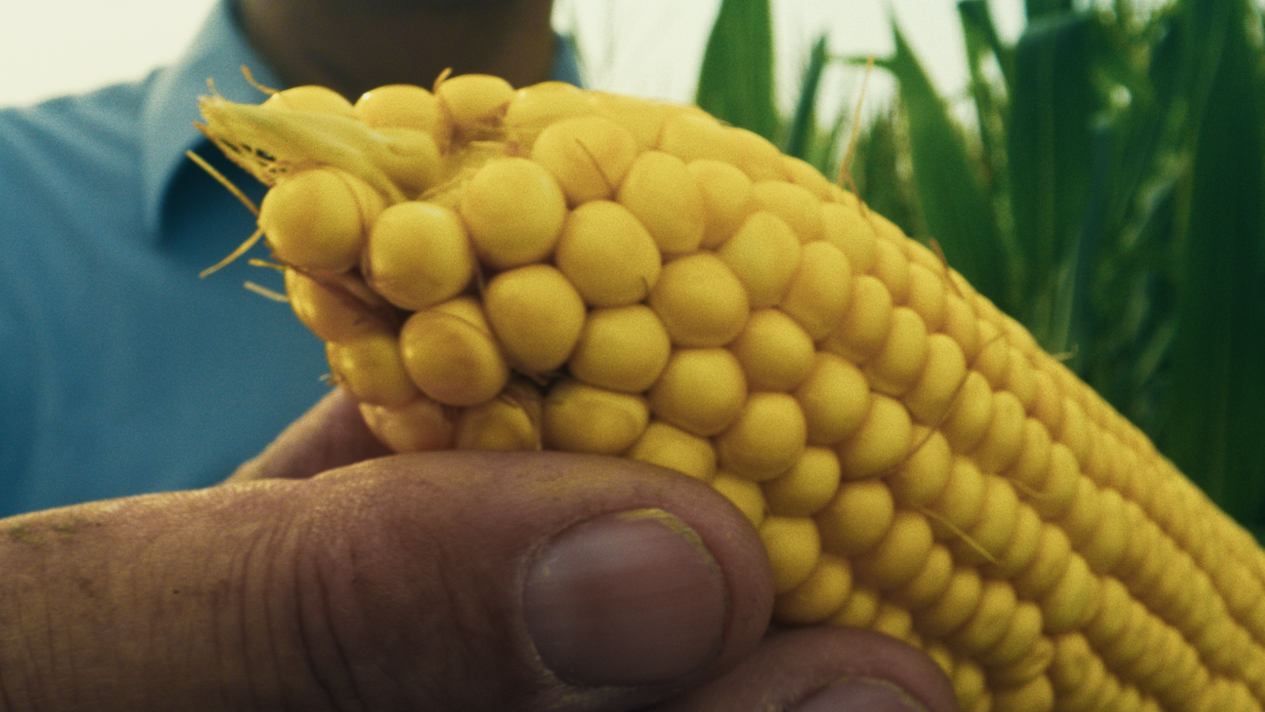 Dekalb | Never Settle_Corn_CU_Tip.png