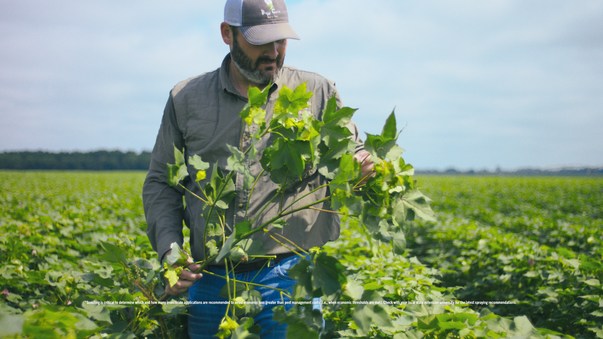 Bayer | Delta Pine | Yield Robbers_08.png