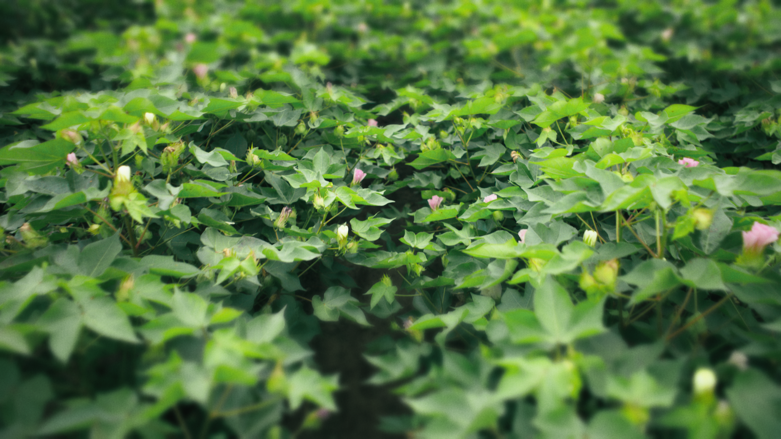 Bayer | Delta Pine | Yield Robbers_10.png