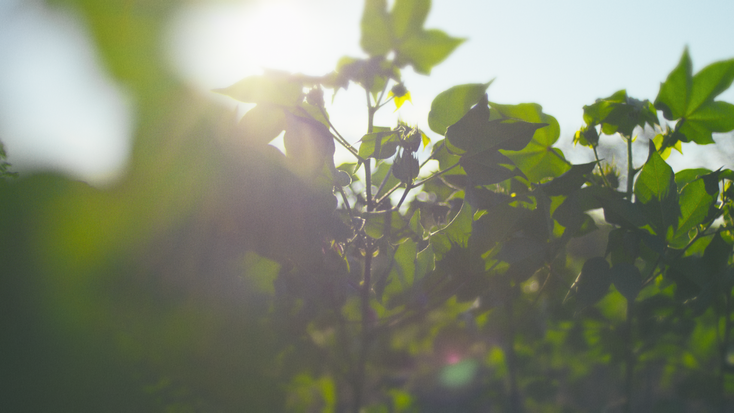 Bayer | Delta Pine | Yield Robbers_11.png