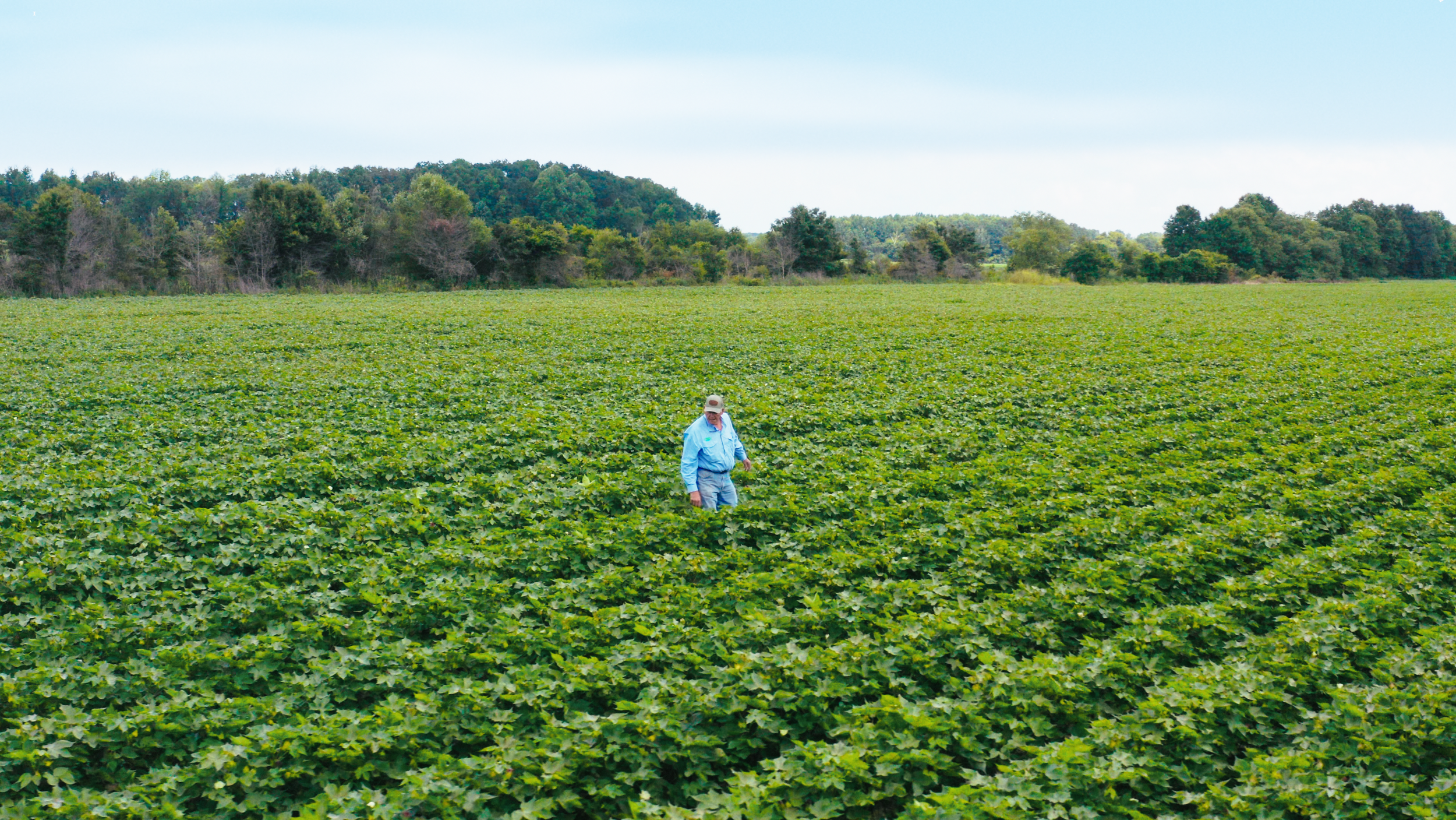Bayer | Delta Pine | Yield Robbers_12.png