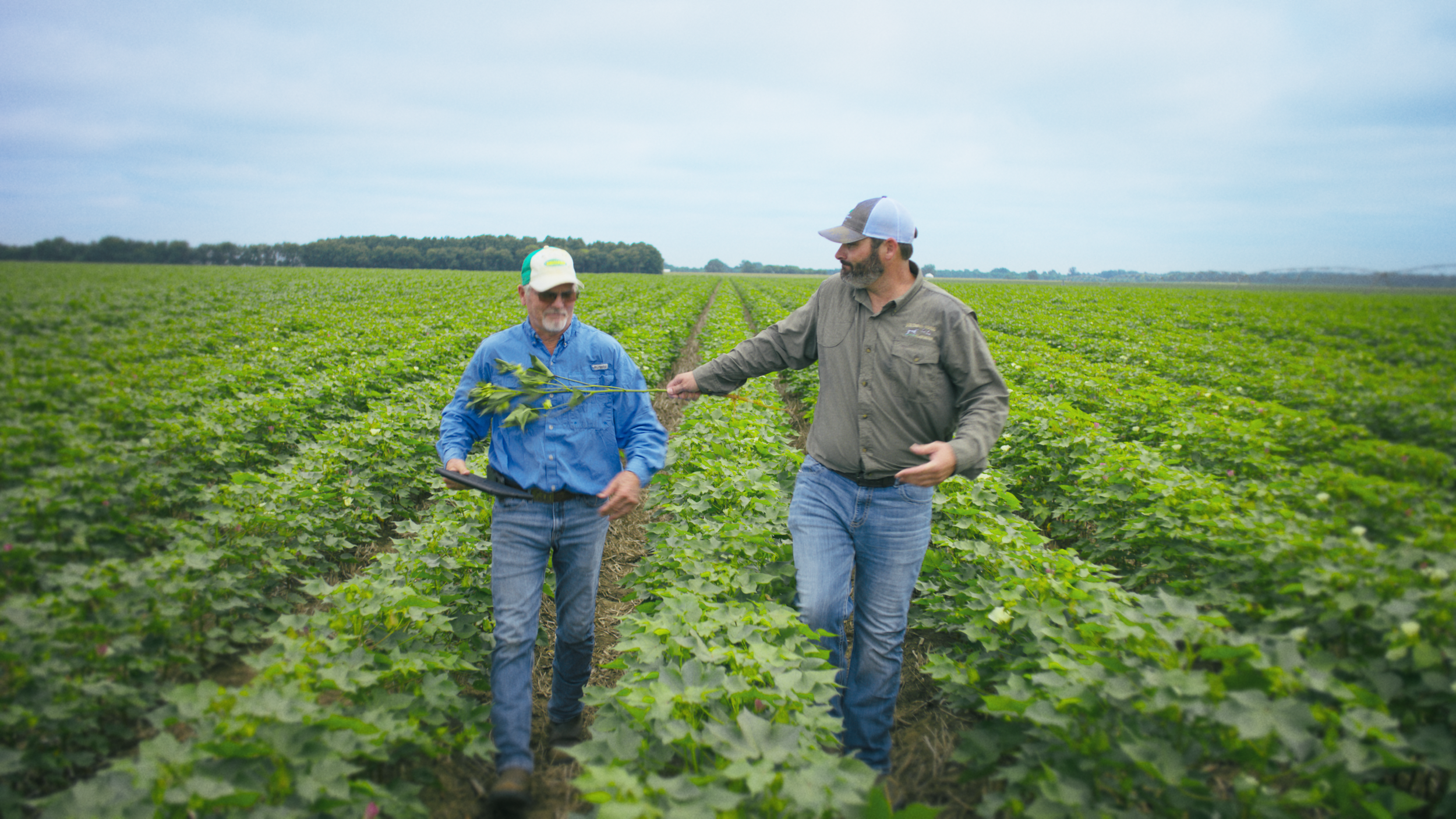 Bayer | Delta Pine | Yield Robbers_14.png