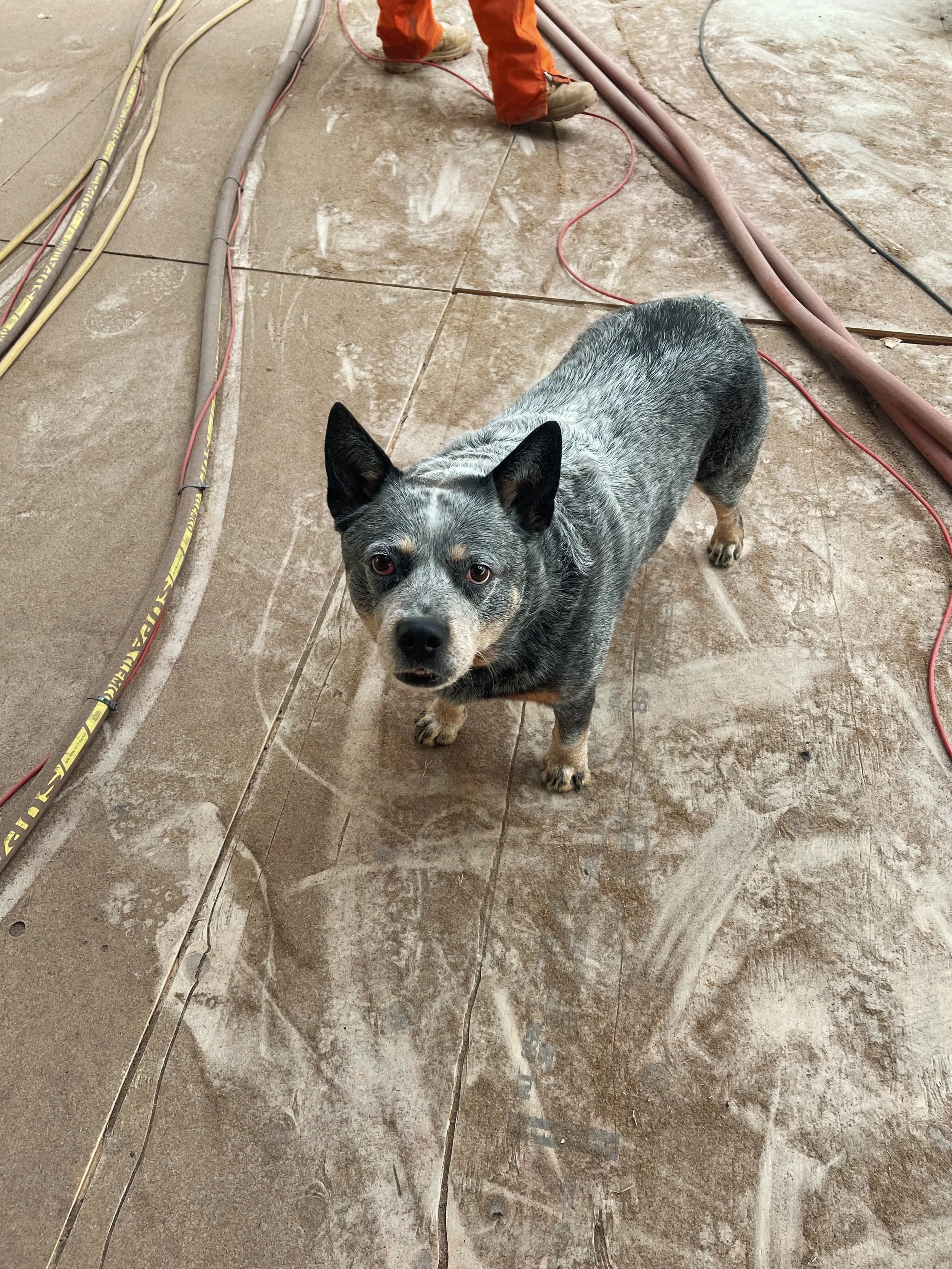 Diesel the Cattle Dog ✪ On the Job