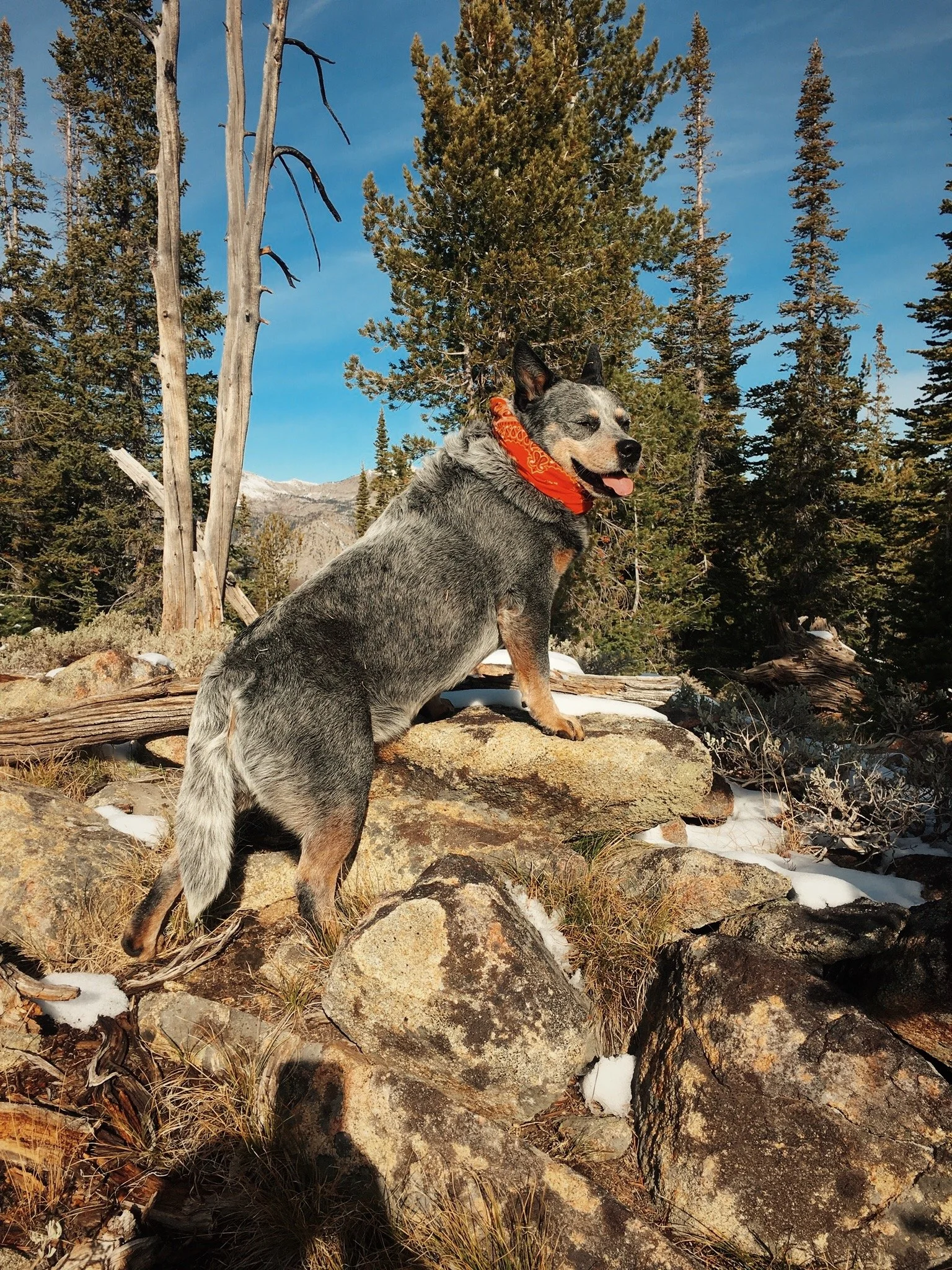 Diesel the Cattle Dog ✪ North Fork, Idaho