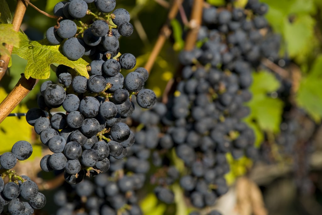 Grape Seed Oil