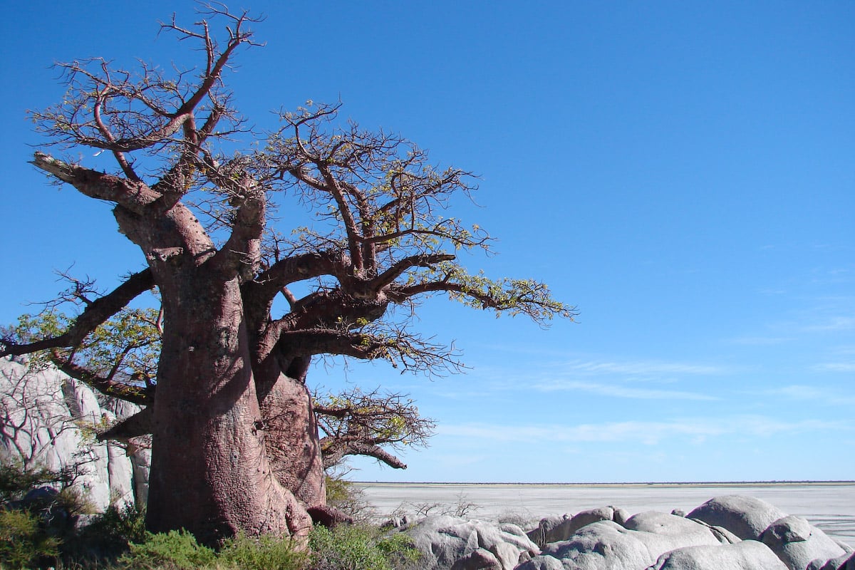 Baobab Oil