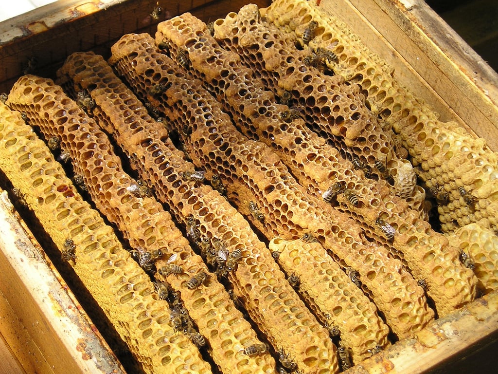 Champlain Valley Apiaries Beeswax