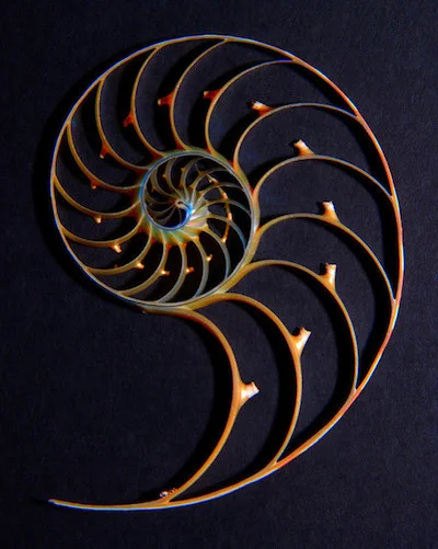 nautilus.jpg
