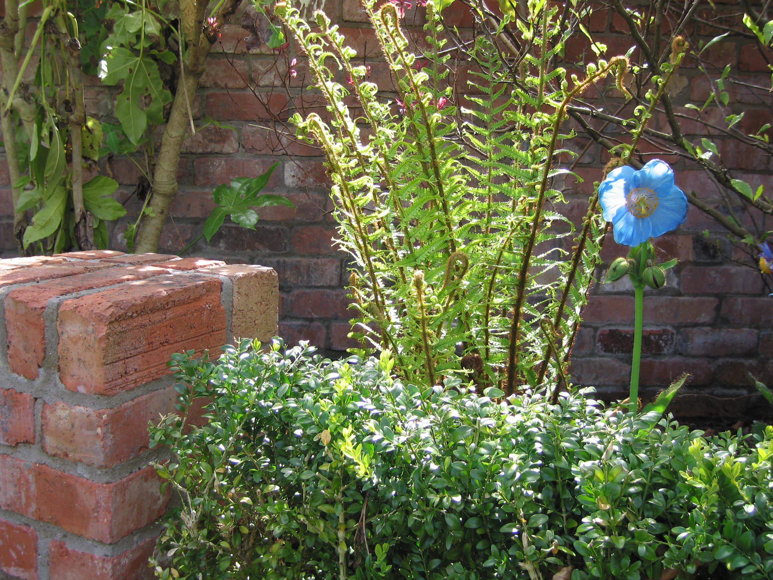 meconopsis and fern garden design belfast irishgardenplantsociety