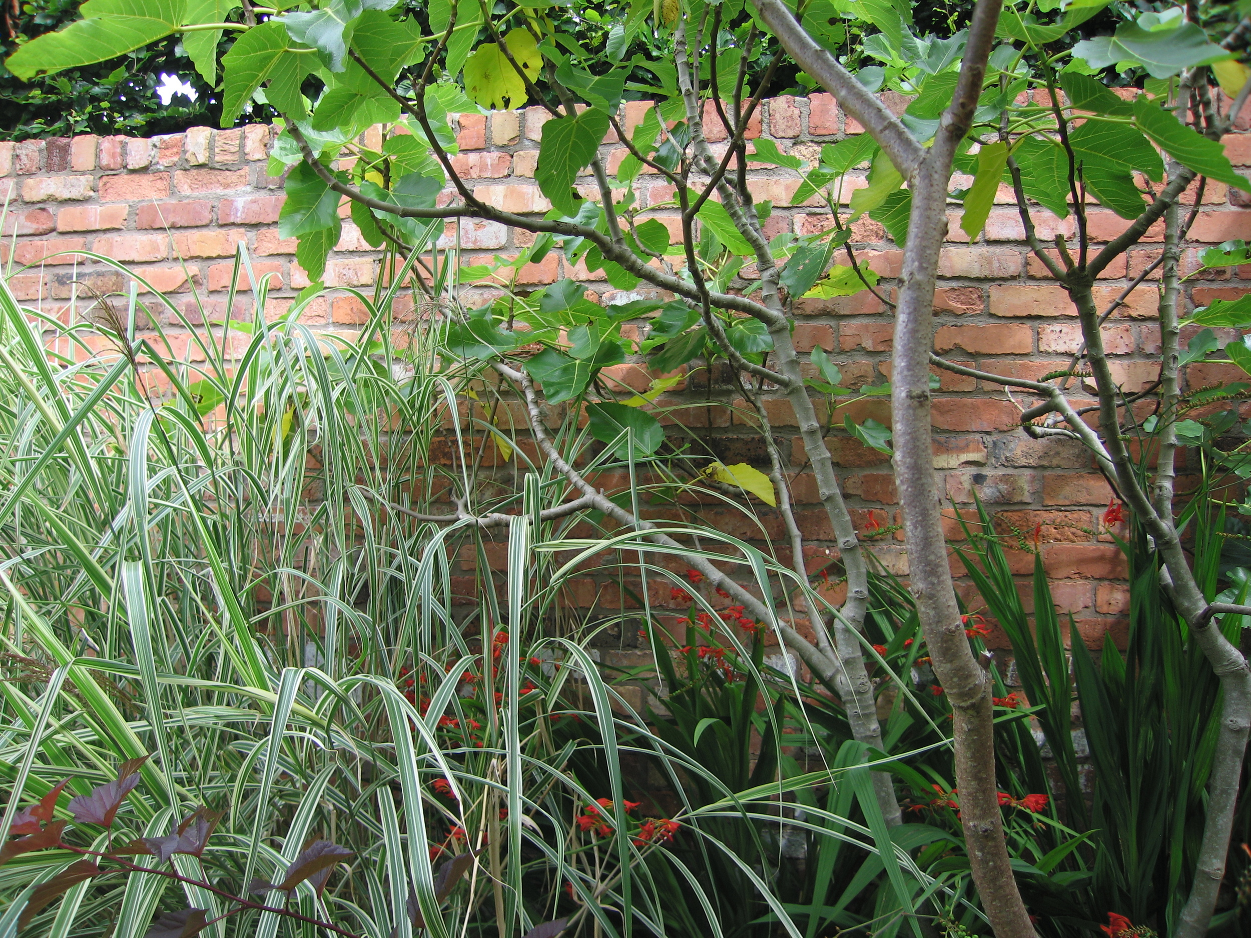 fig tree or ficus in irish garden plant society