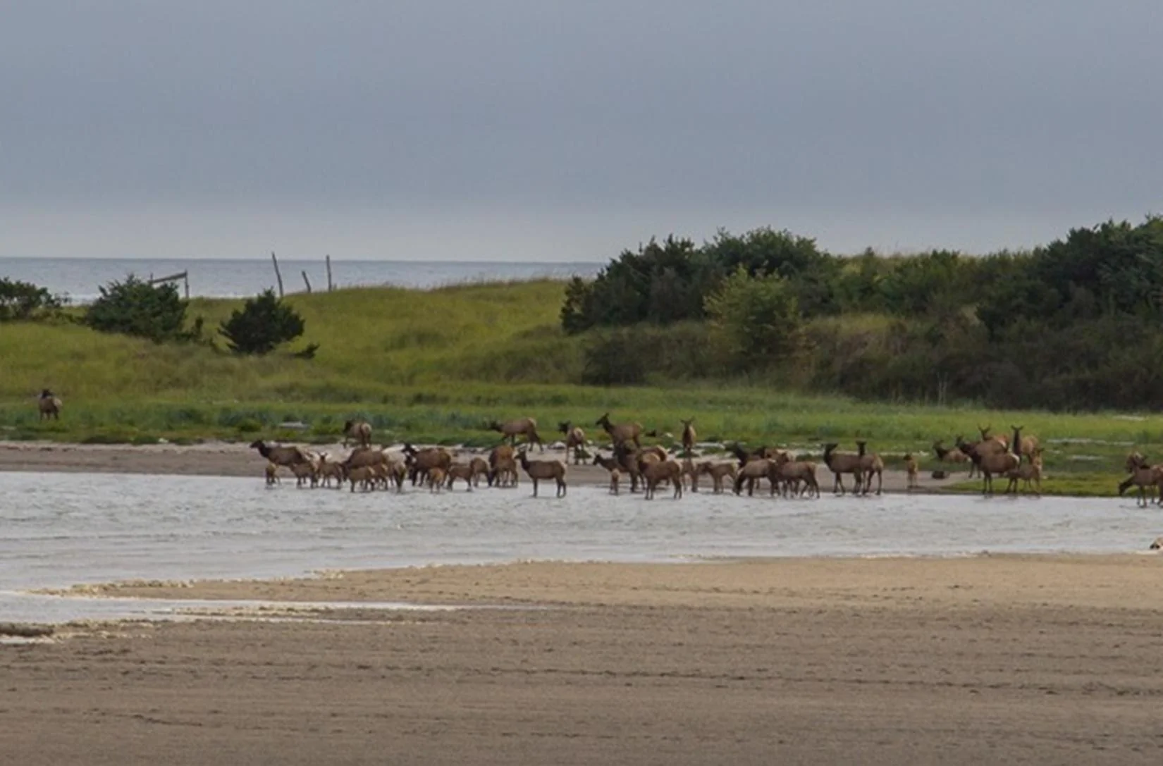 One of our guests captured these elk wandering the estuary at our Ocean Breeze home in Gearhart.