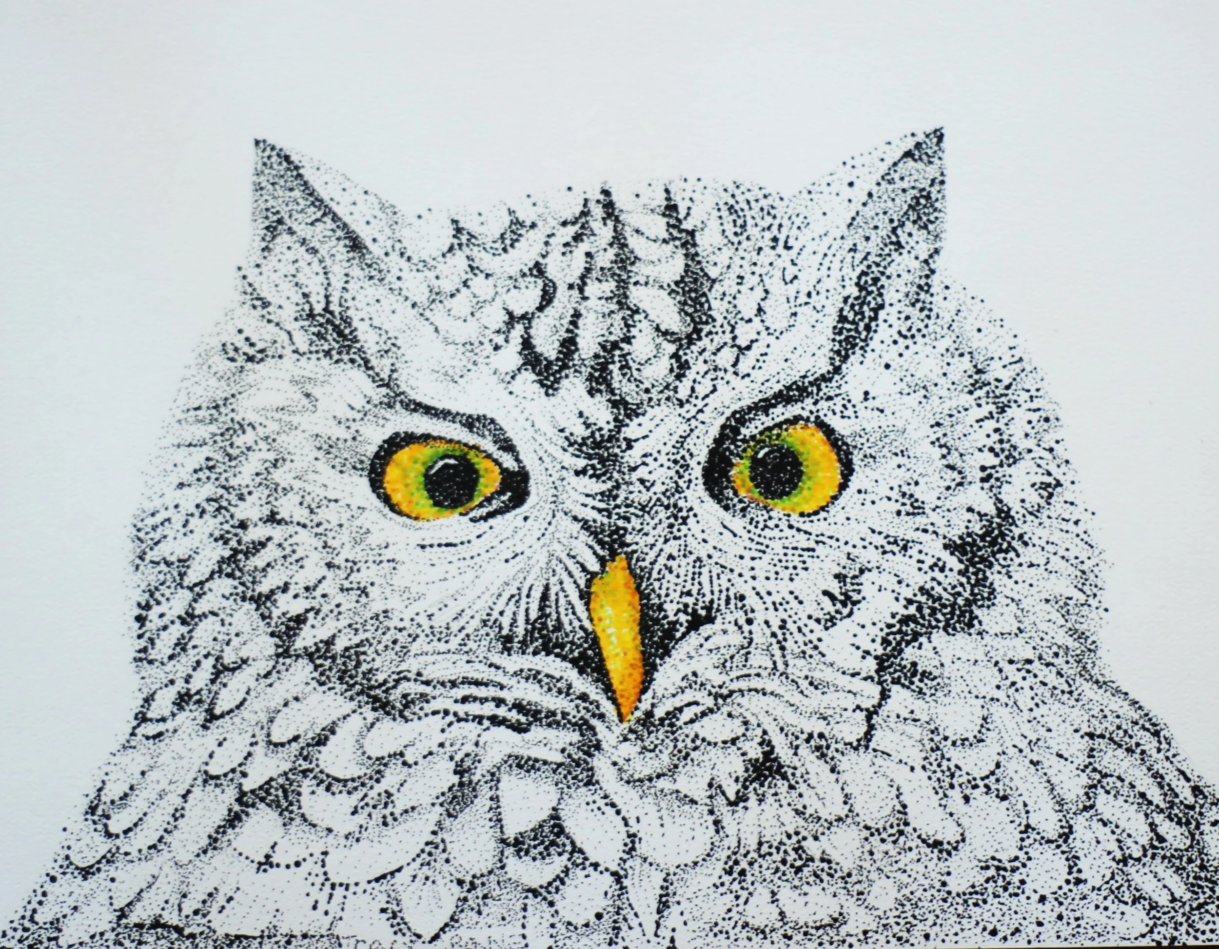 Screech Owl, ink, 10' X 8"  prints available 