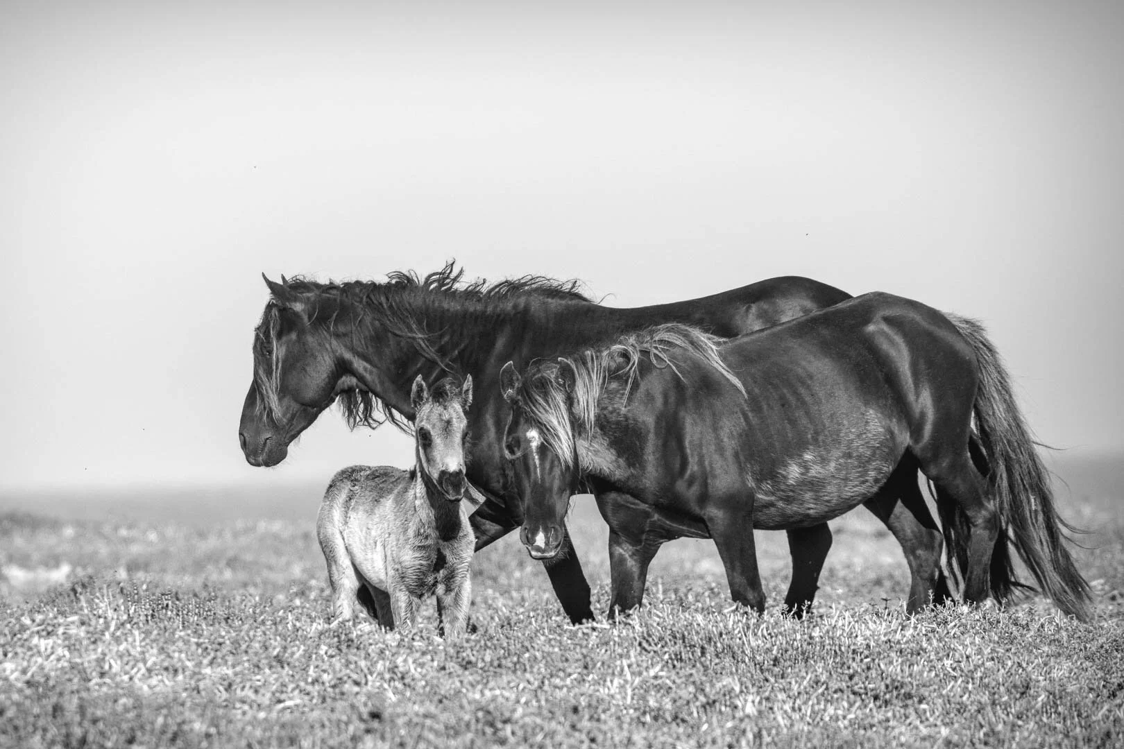 I travelled with Adventure Canada to Sable Island and was fortunate enough to miss the fog and be able to go ashore on all planned excursions. Every day we found different horses.