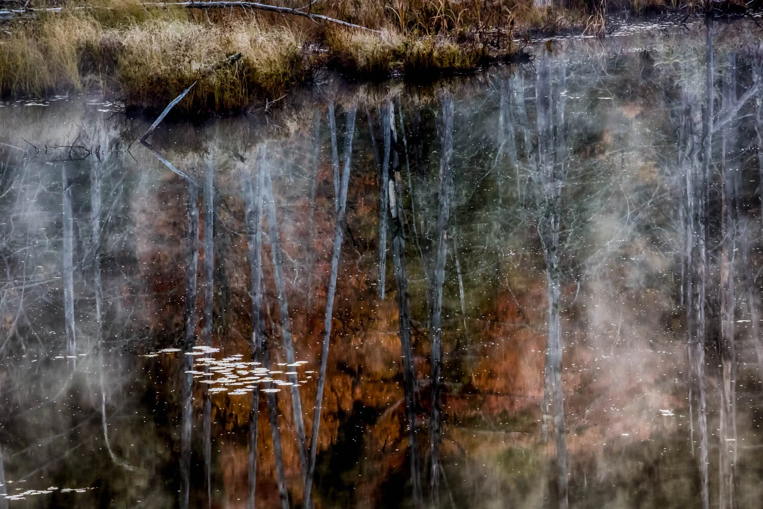 Travelling to Muskoka is a favourite activity - love early morning shoots - well, except for the getting up part. A misty refection on a small pond.