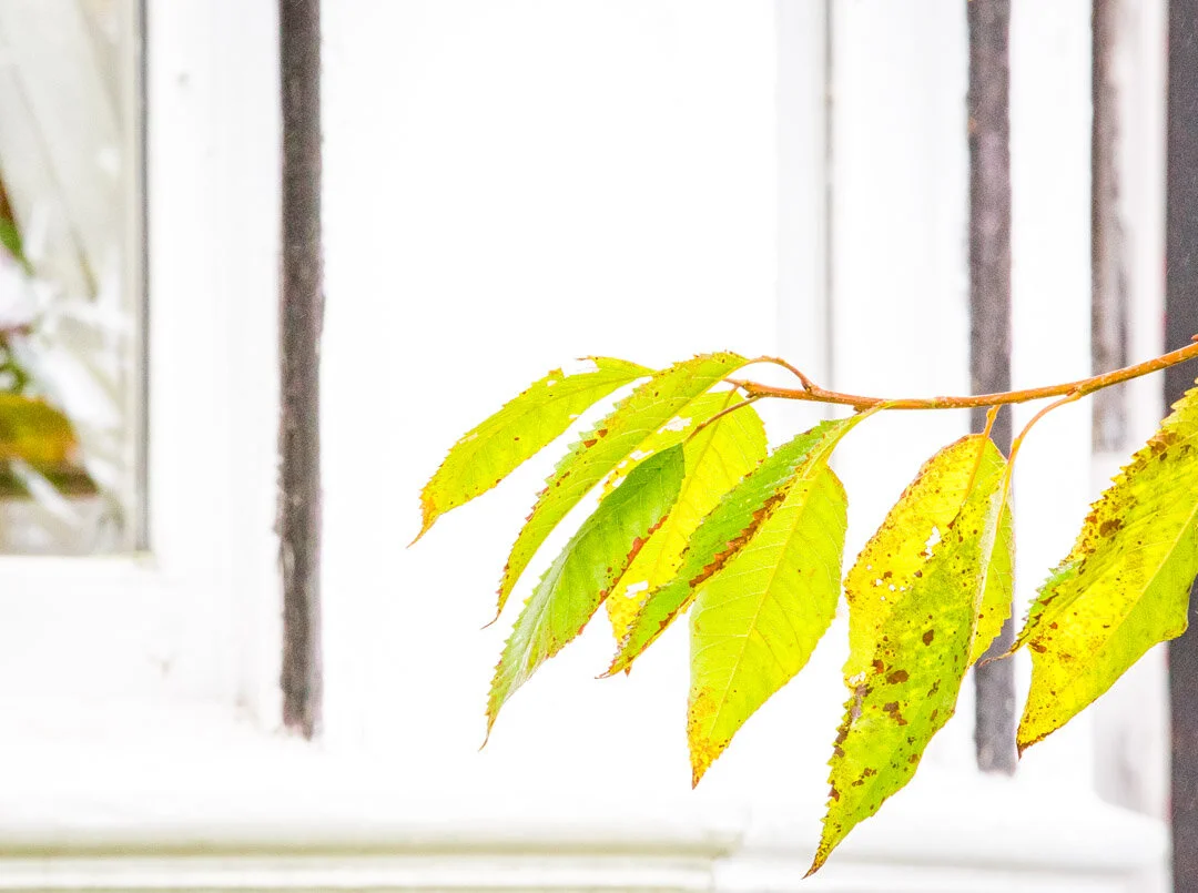 Leaves and Window_161-Edit.jpg
