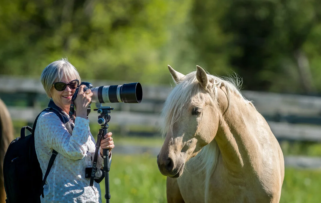 Rocky Mountain Horses, Toronto