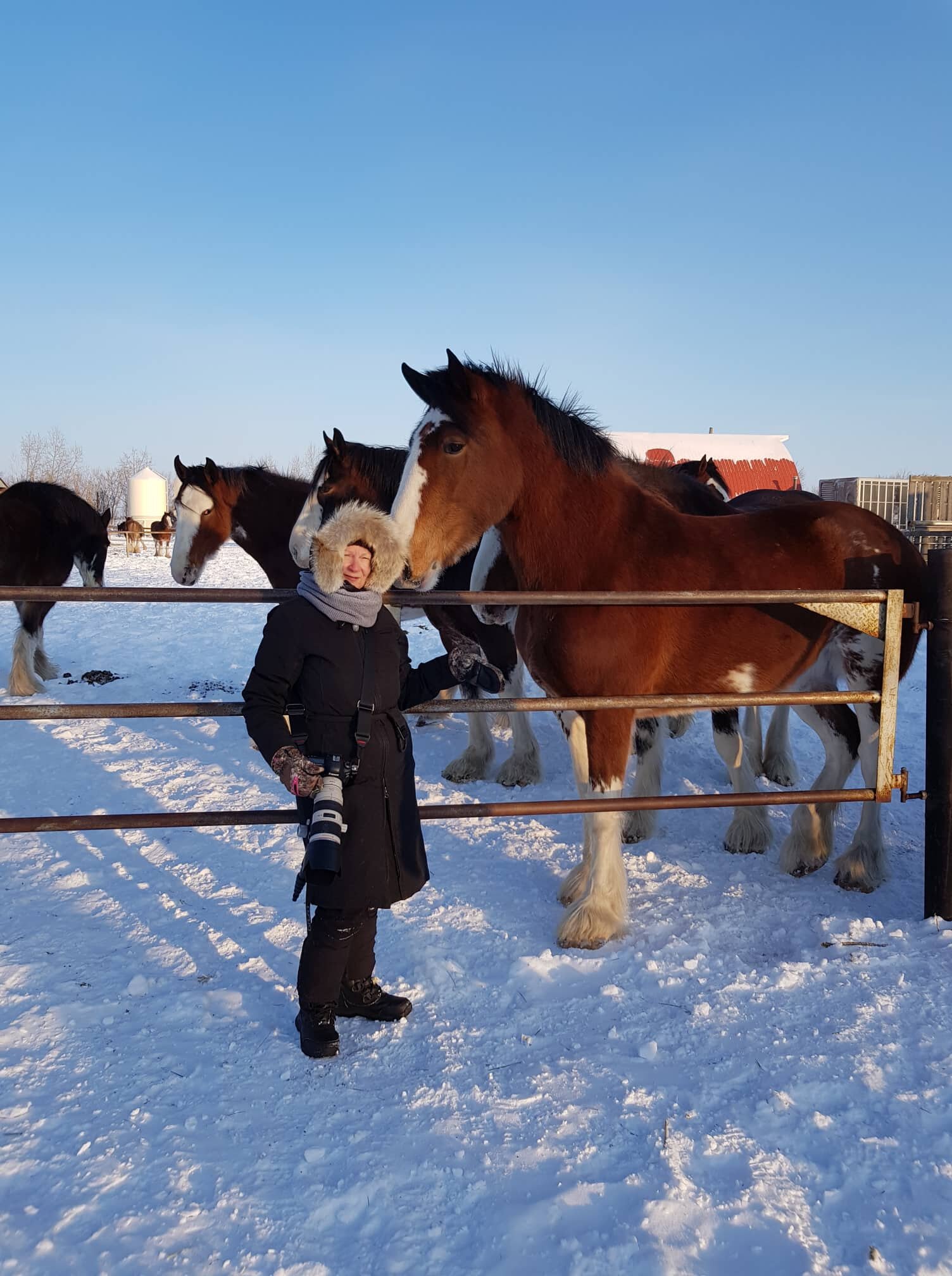Alberta, Willow Way Clydesdales