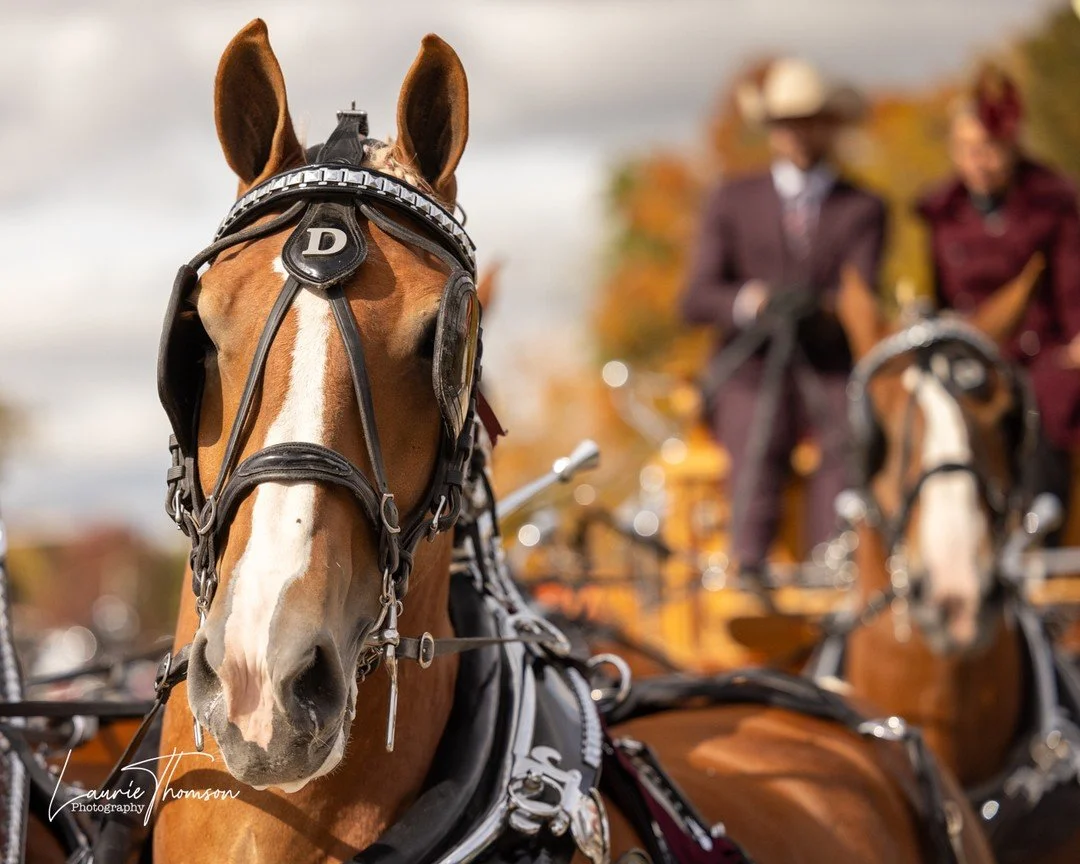 Rockton Fall Fair - Belgian from Dominion Farms, Erin. Such beautiful animals!! A cool day but well worth it. #rocktonfair #fallfairs #fallfair #heavyhorses #drafthorse #belgianhorse #fourhorsehitch #fallcolour #lauriethomsonphotography #canonR5