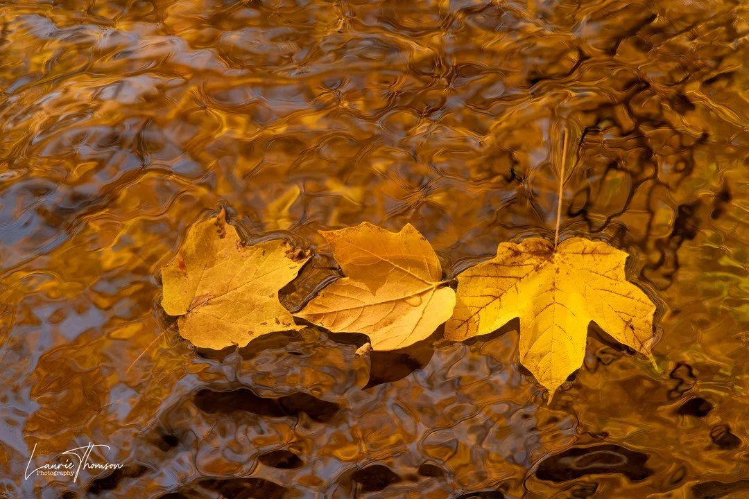 Coldstream Conservation Area - Boots on, in the stream - fun times in London, Ontario! #fallcolourscanada #stream #londoncameraclub #fallouting